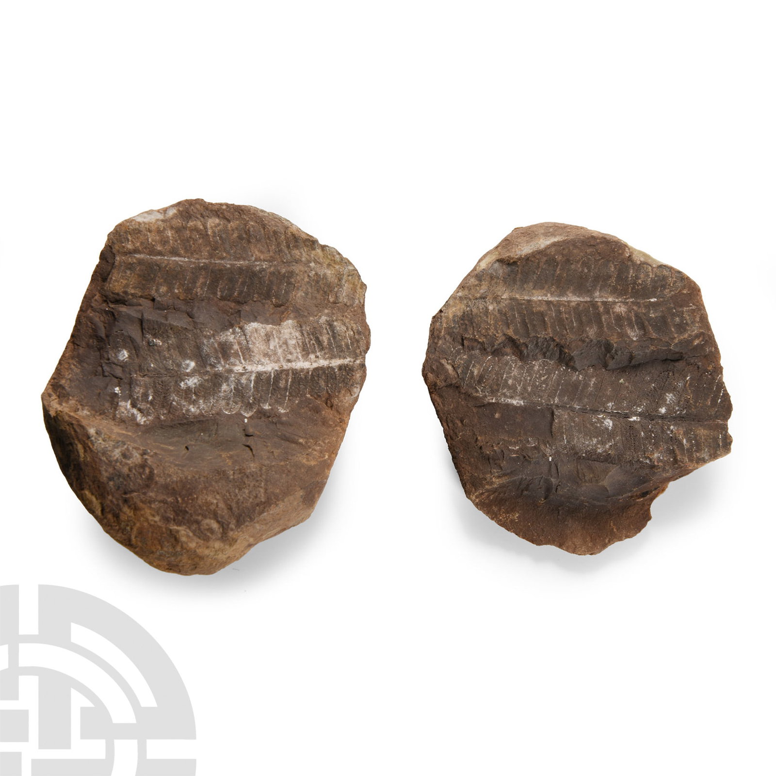 Natural History - Fossil Fern Nodule (1 of 1)