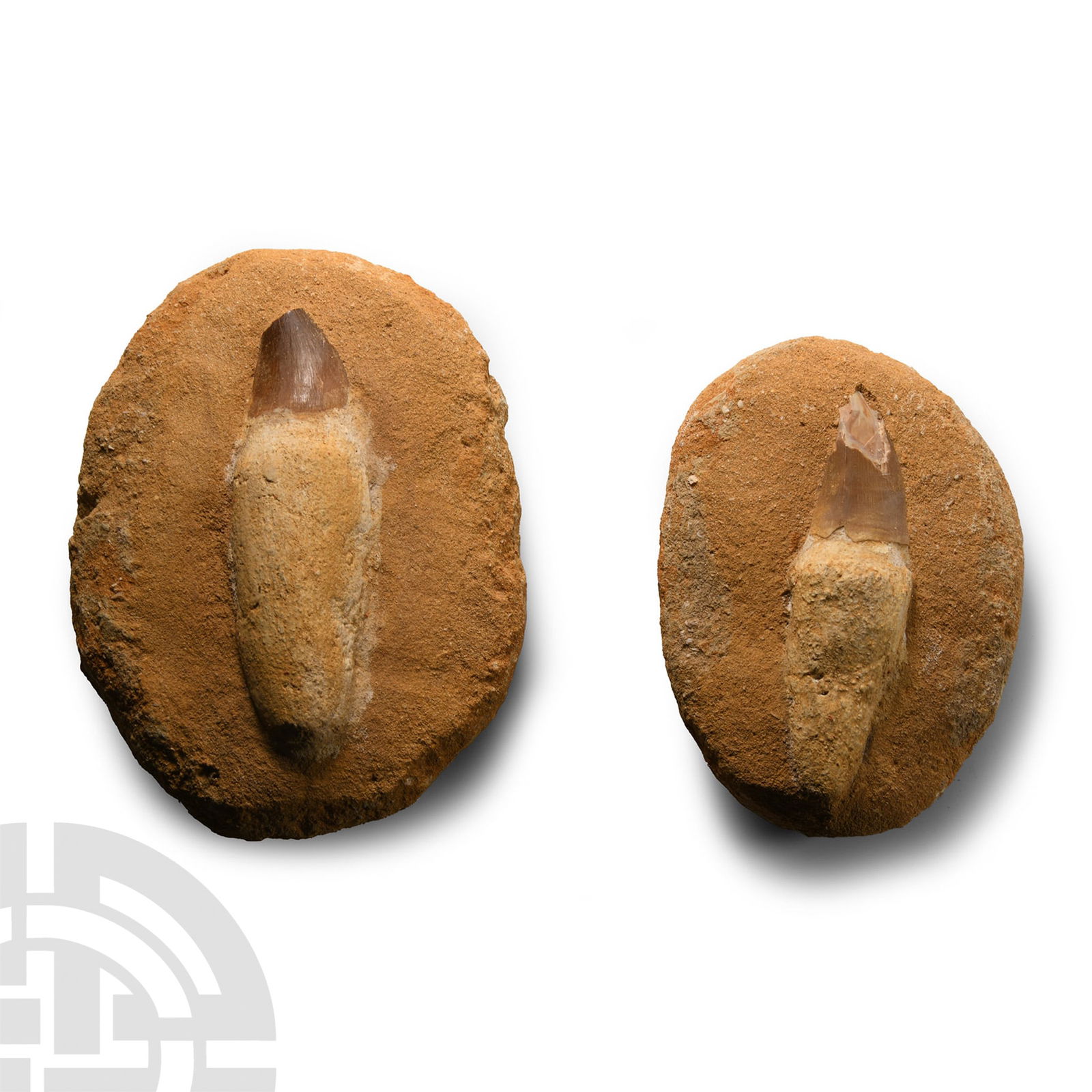 Natural History - Fossil Mosasaur 'Marine Dinosaur' Tooth with Root: Cretaceous Period, 145-65 million years B.P. Comprising two Mosasaur prognathodon teeth with roots, set on composite matrices. 669 grams total, 10.3-12.5 cm (4 - 4 7/8 in.). From a Cambridgeshire, UK,