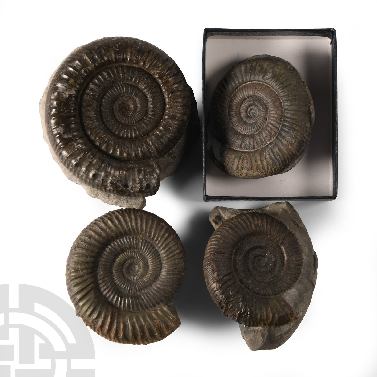 Natural History - British Fossil Ammonite Collection (1 of 1)