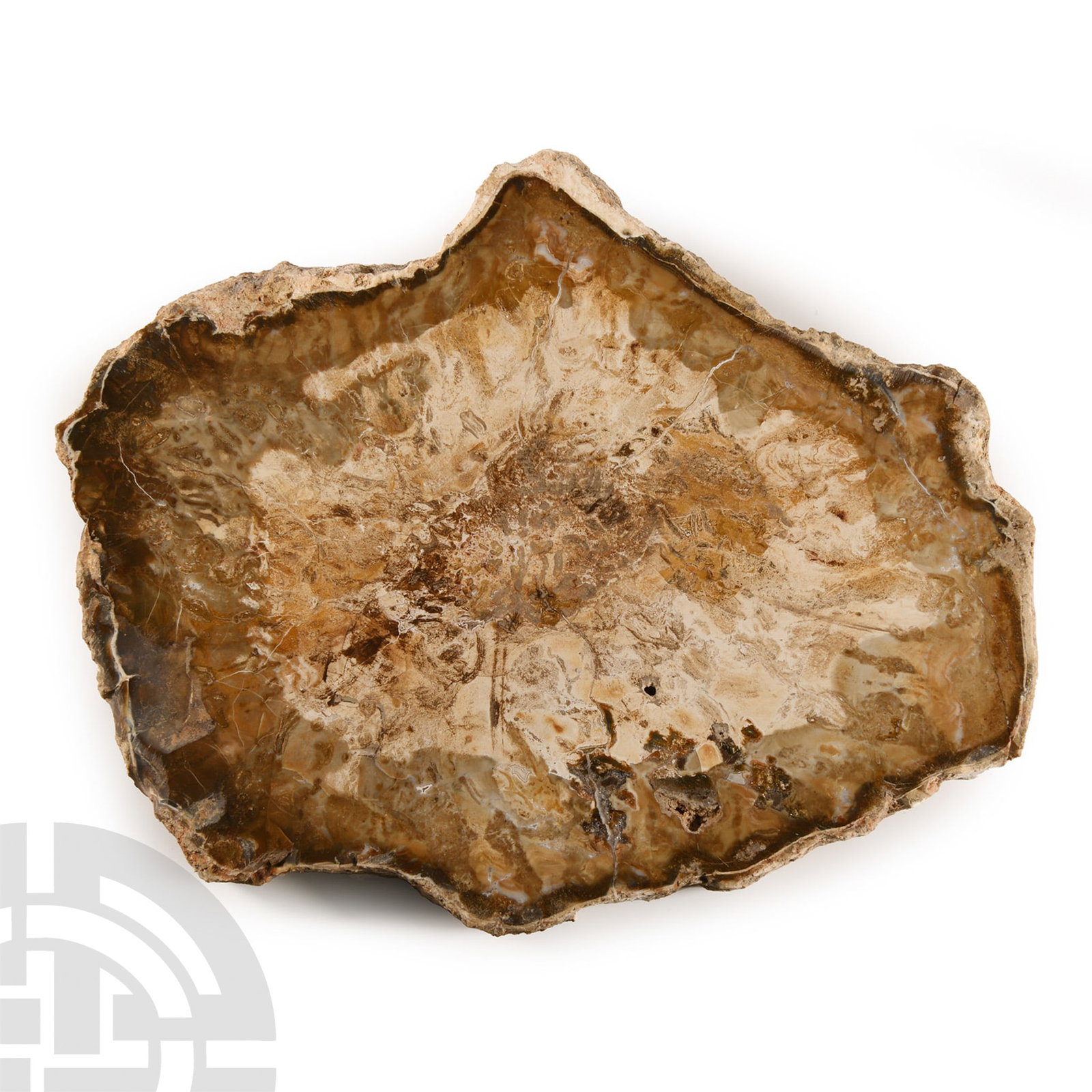 Natural History - Polished Fossil Wood Slice: Triassic Period, circa 250-200 million years B.P. A cut and polished section of fossilised tree with some fine detail. 329 grams, 15 cm (5 7/8 in.). From Madagascar. From a Cambridgeshire, UK, collect