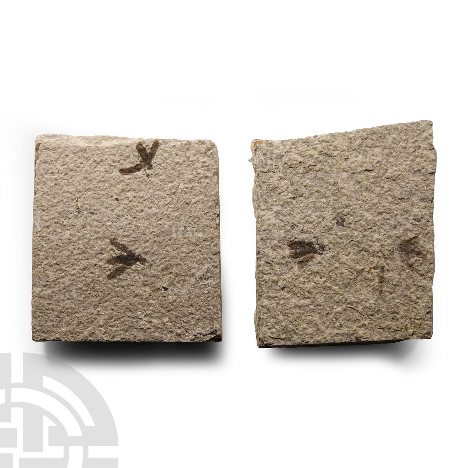 Natural History - Fossil March Flies on Matrix (1 of 1)