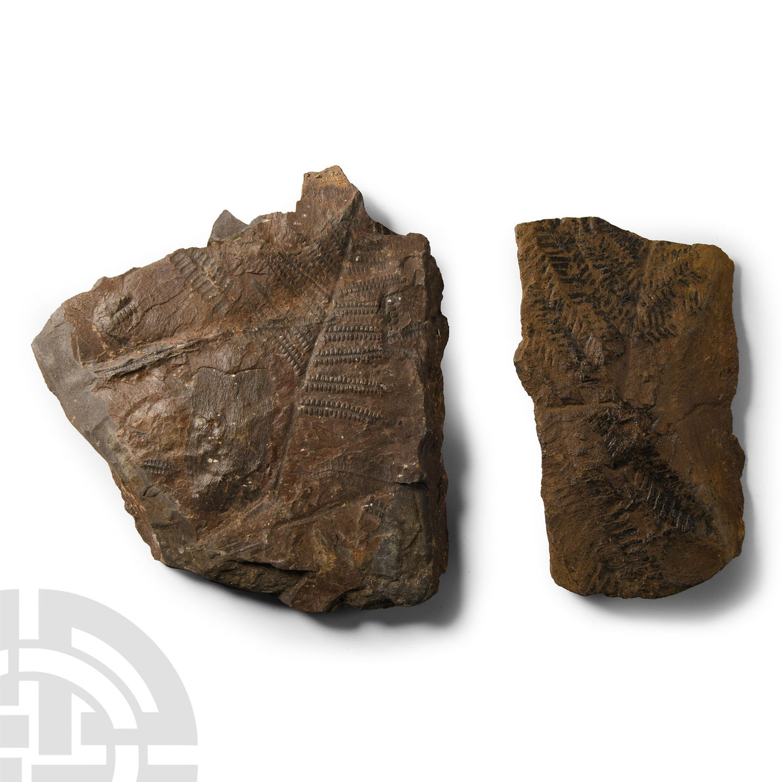 Natural History - Fossil Permian Plants and Ferns on Matrix (1 of 1)