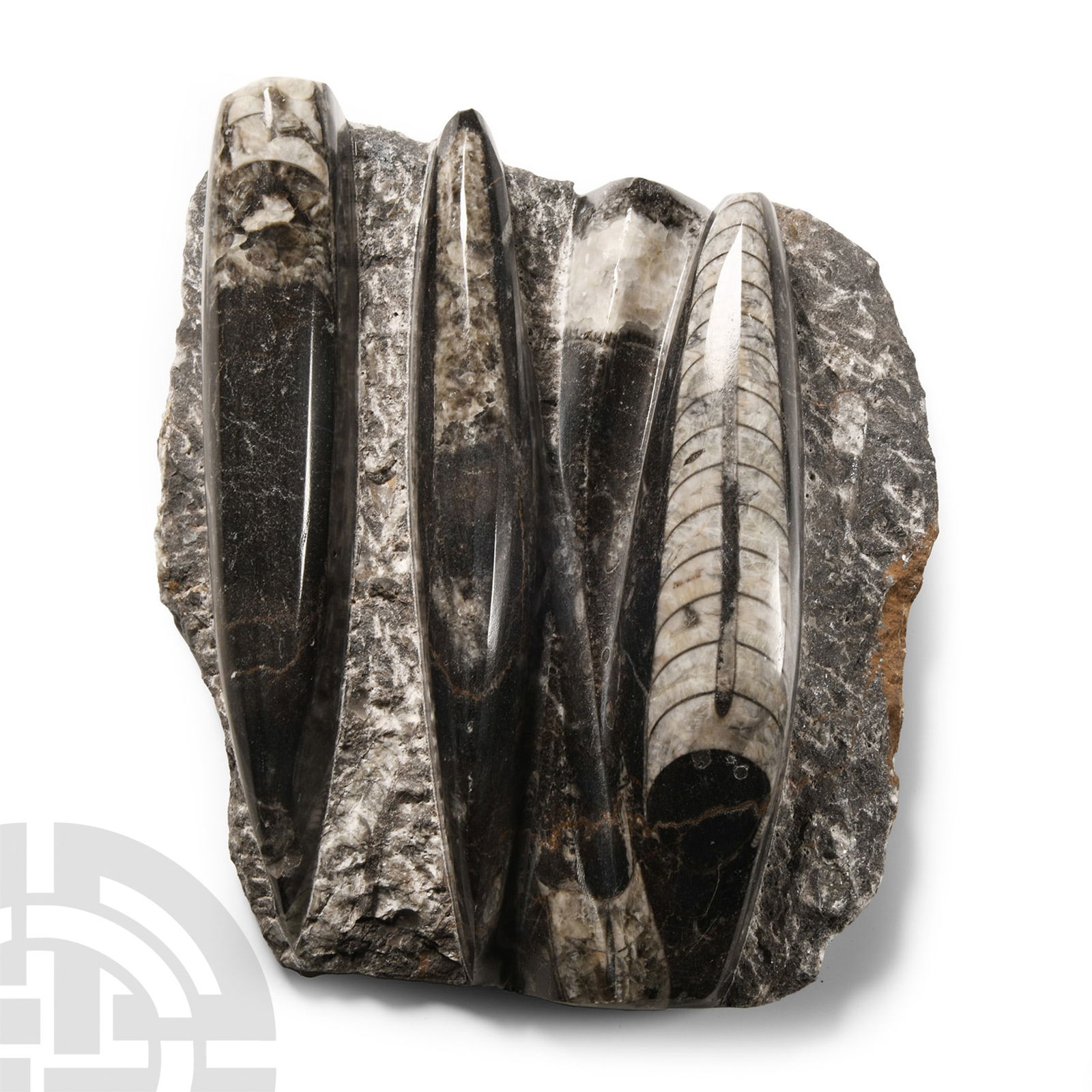 Natural History - Polished Fossil Orthoceras on Rock (1 of 1)