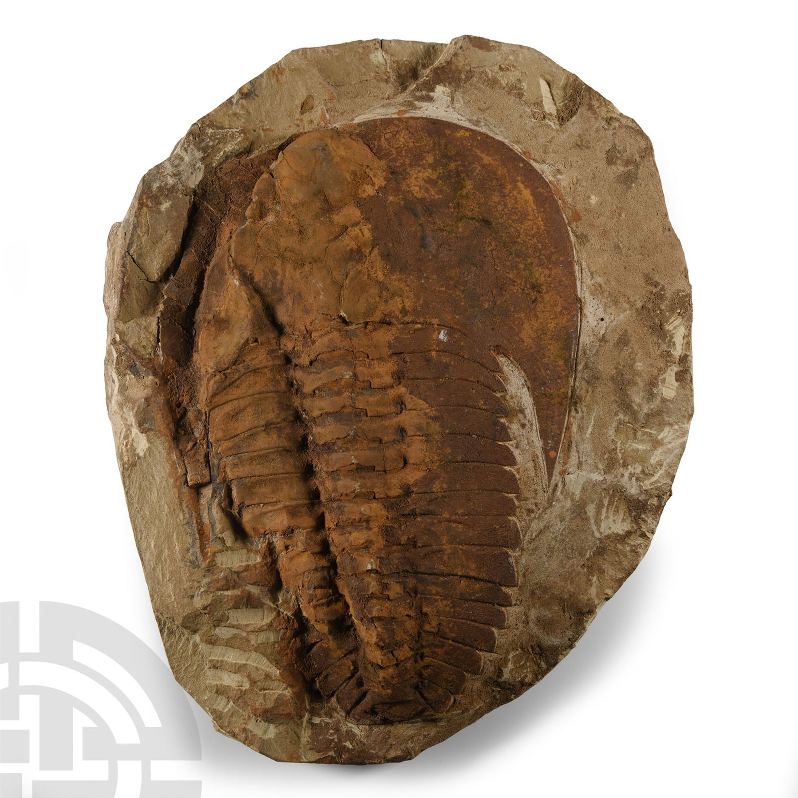 Natural History - Fossil Cambropallas Trilobite (1 of 1)