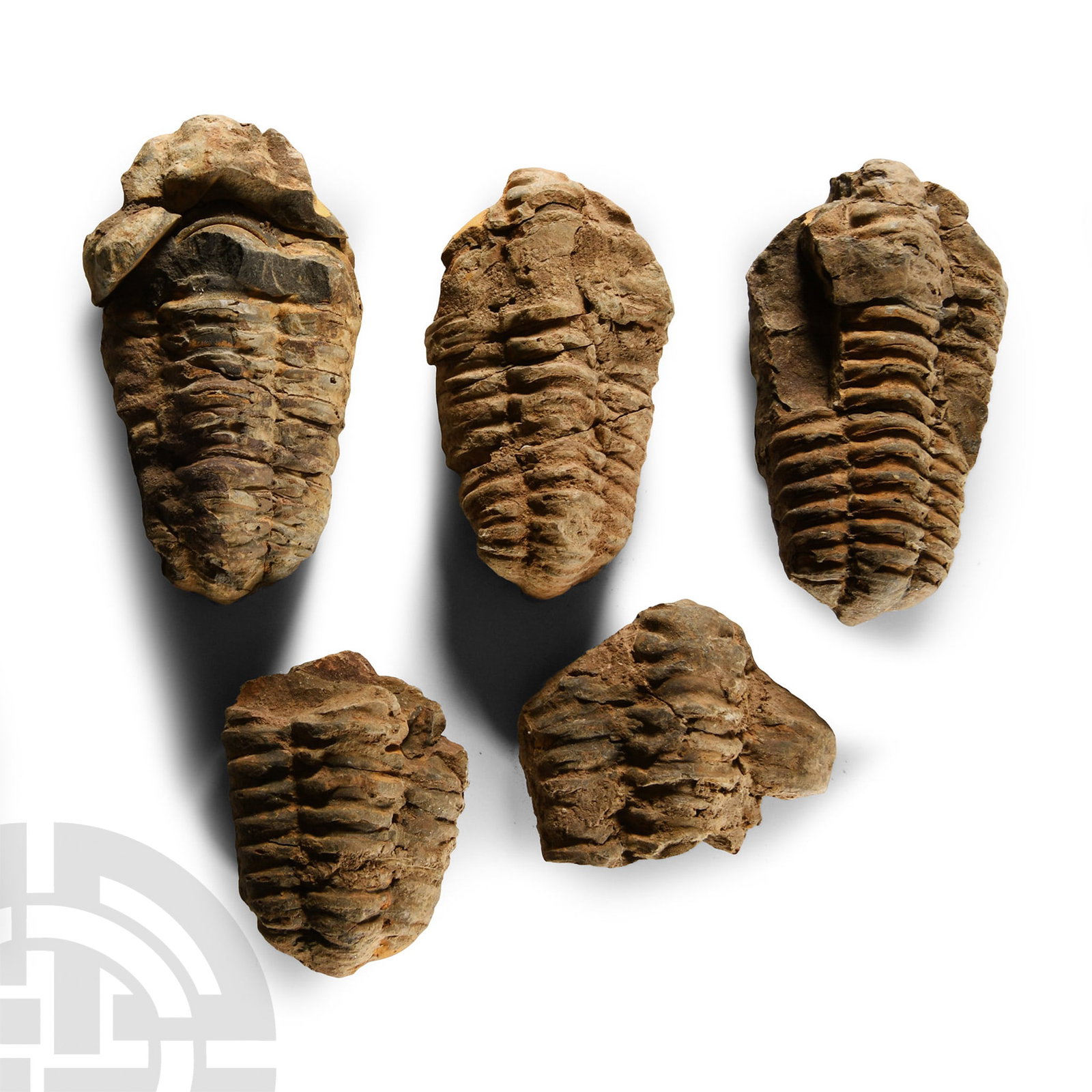 Natural History - Fossil Flexicalymene Trilobite Group (1 of 1)