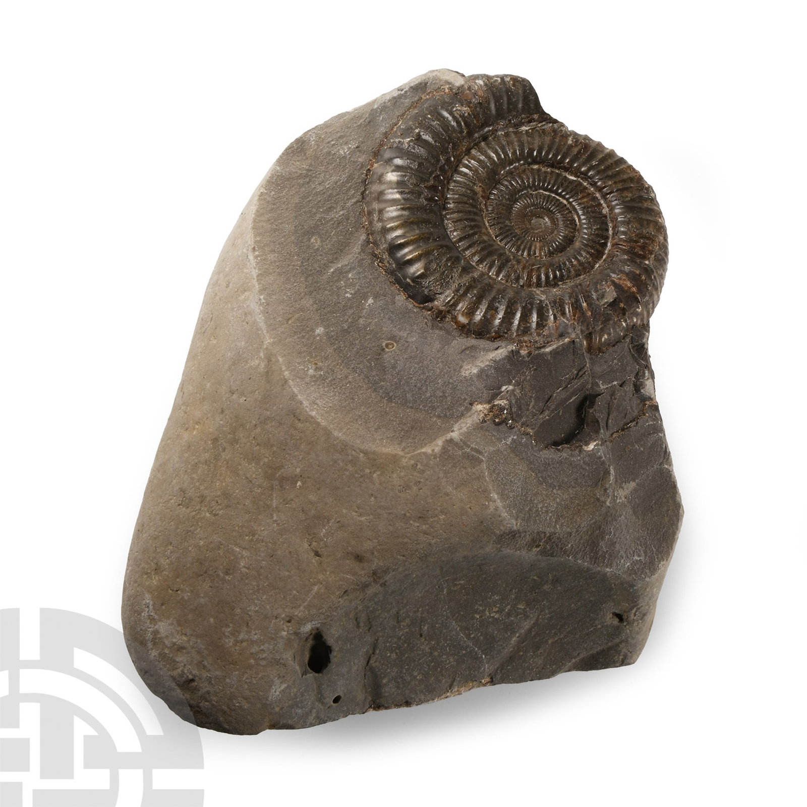 Natural History - Fossil Whitby Dac Ammonite Stand: Jurassic Period, Toarcian Stage, 182-174 million years B.P. Comprising a freestanding cut nodule with a Dactylioceras commune sp. specimen. 527 grams, 88 mm (3 1/2 in.). From a Lincolnshire, UK, colle