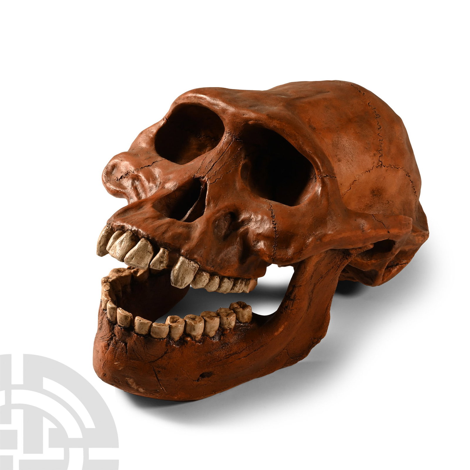 Natural History - Prehistoric Skull Replica (1 of 1)