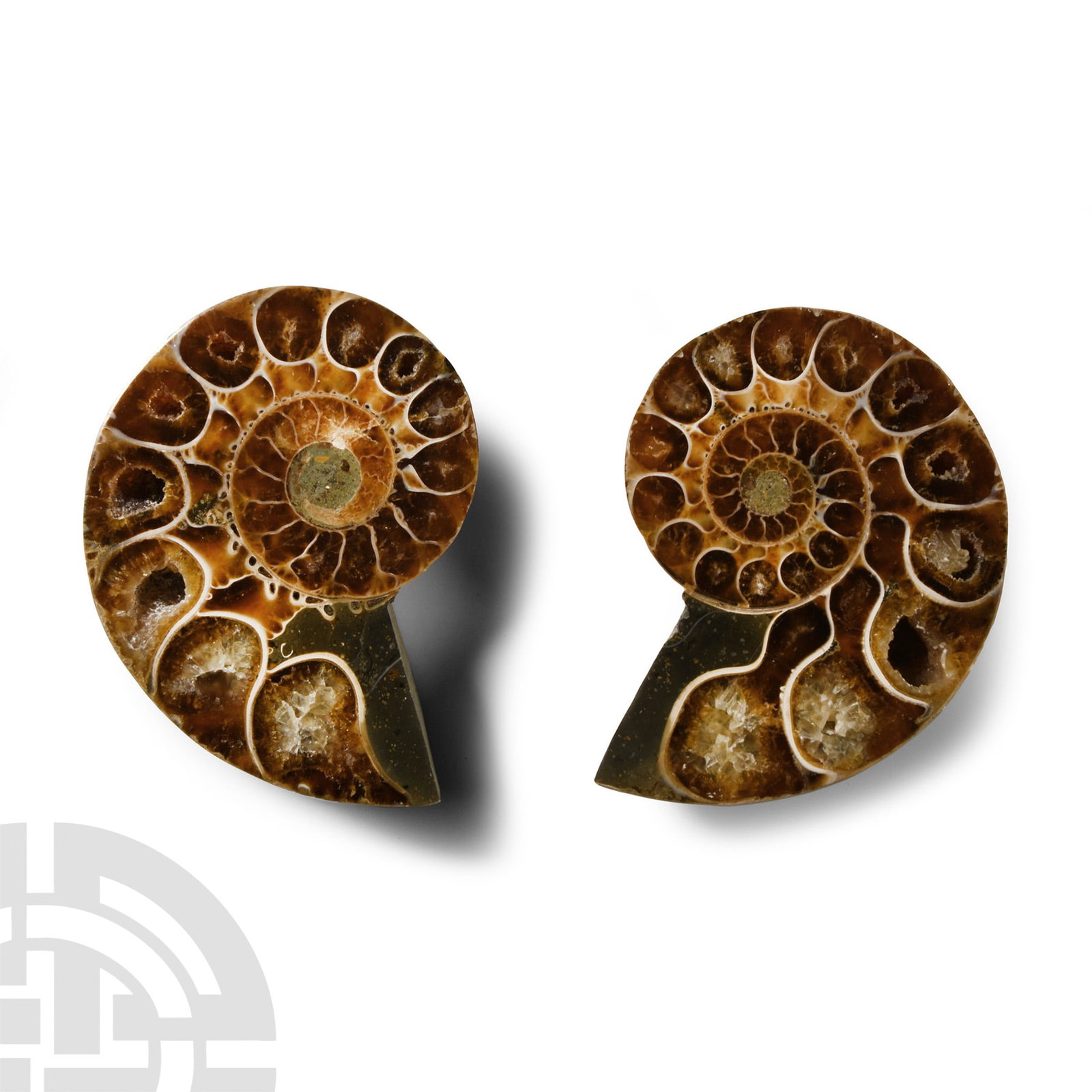 Natural History - Cut and Polished Fossil Ammonite Pair (1 of 1)