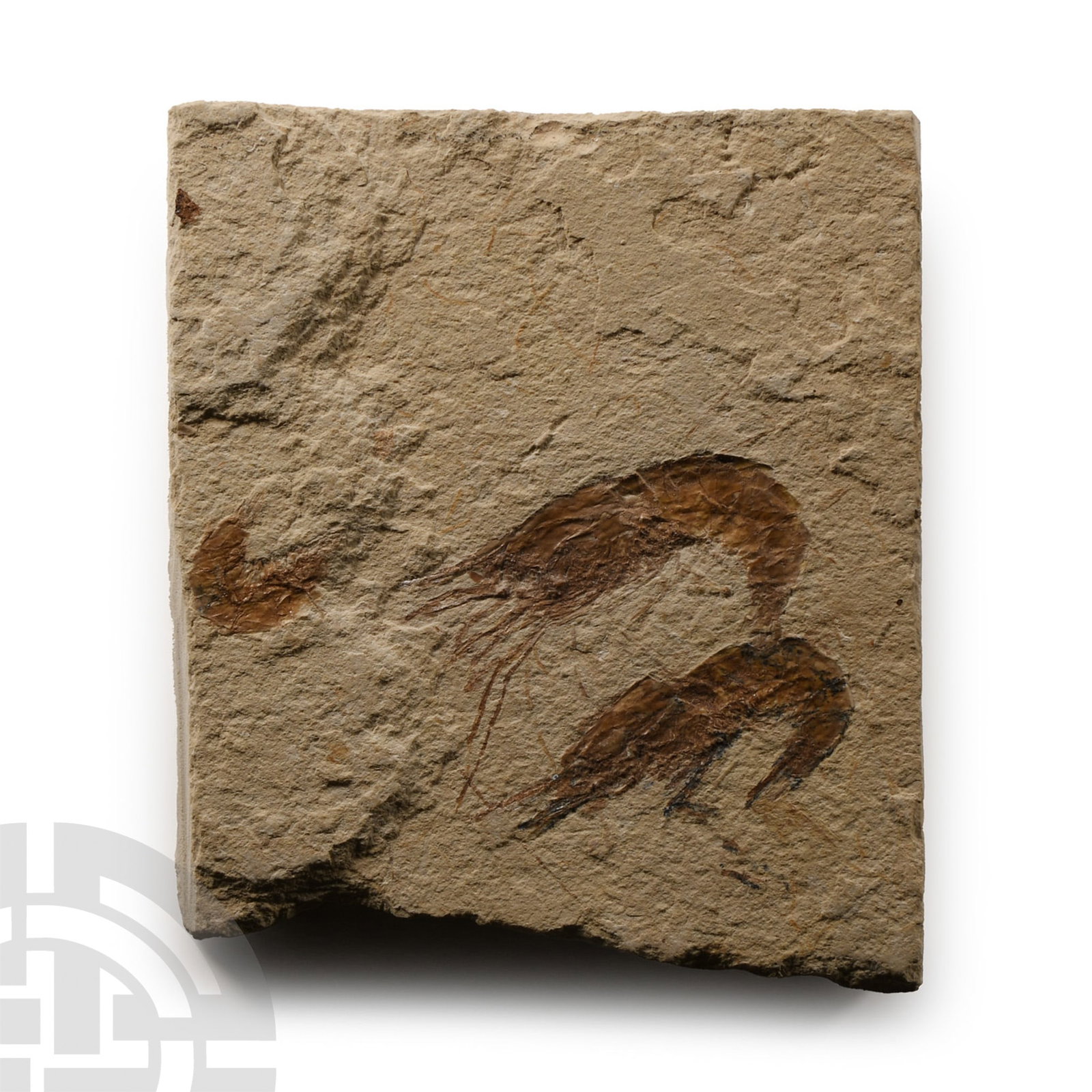 Natural History - Double Fossil Shrimp Plate (1 of 1)