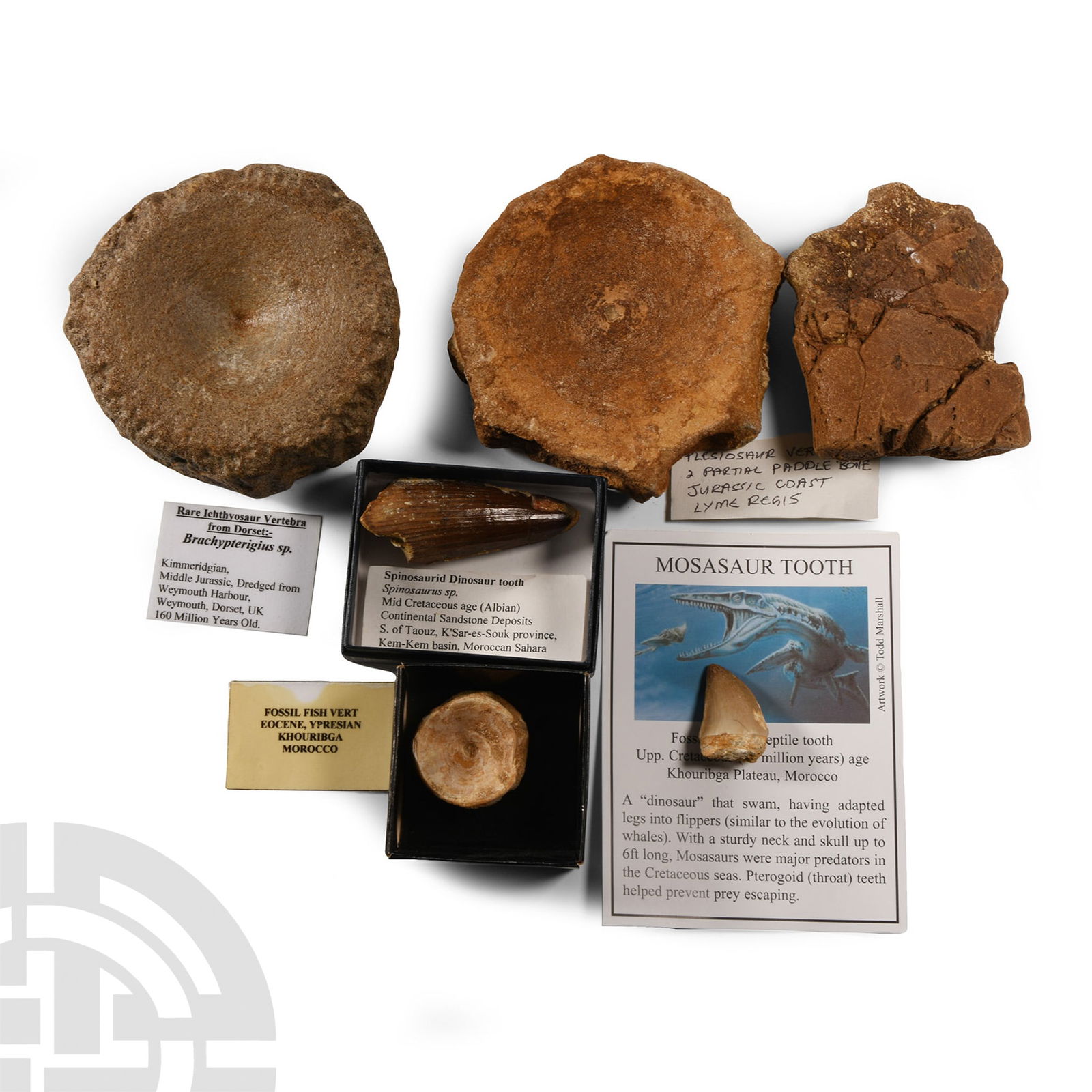 Natural History - 'Marine Dinosaur' Fossil Collection: Jurassic to Cretaceous Period, circa 180-60 million years B.P. Comprising: a mosasaur tooth with an information card; a spinosaurus tooth with an information label; a fish vertebra with an information