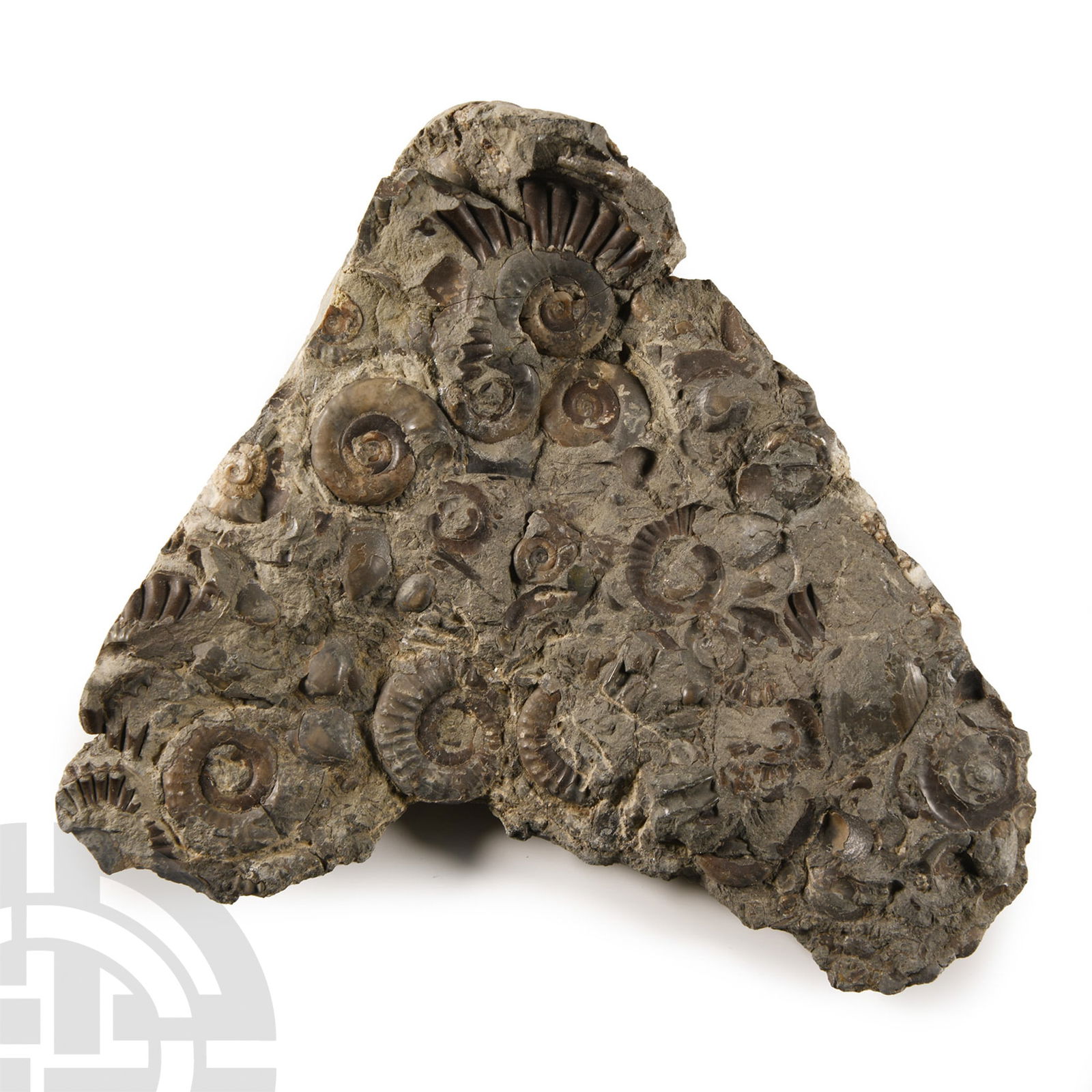 Natural History - Fossil Whitby Dac Ammonite Cluster (1 of 1)