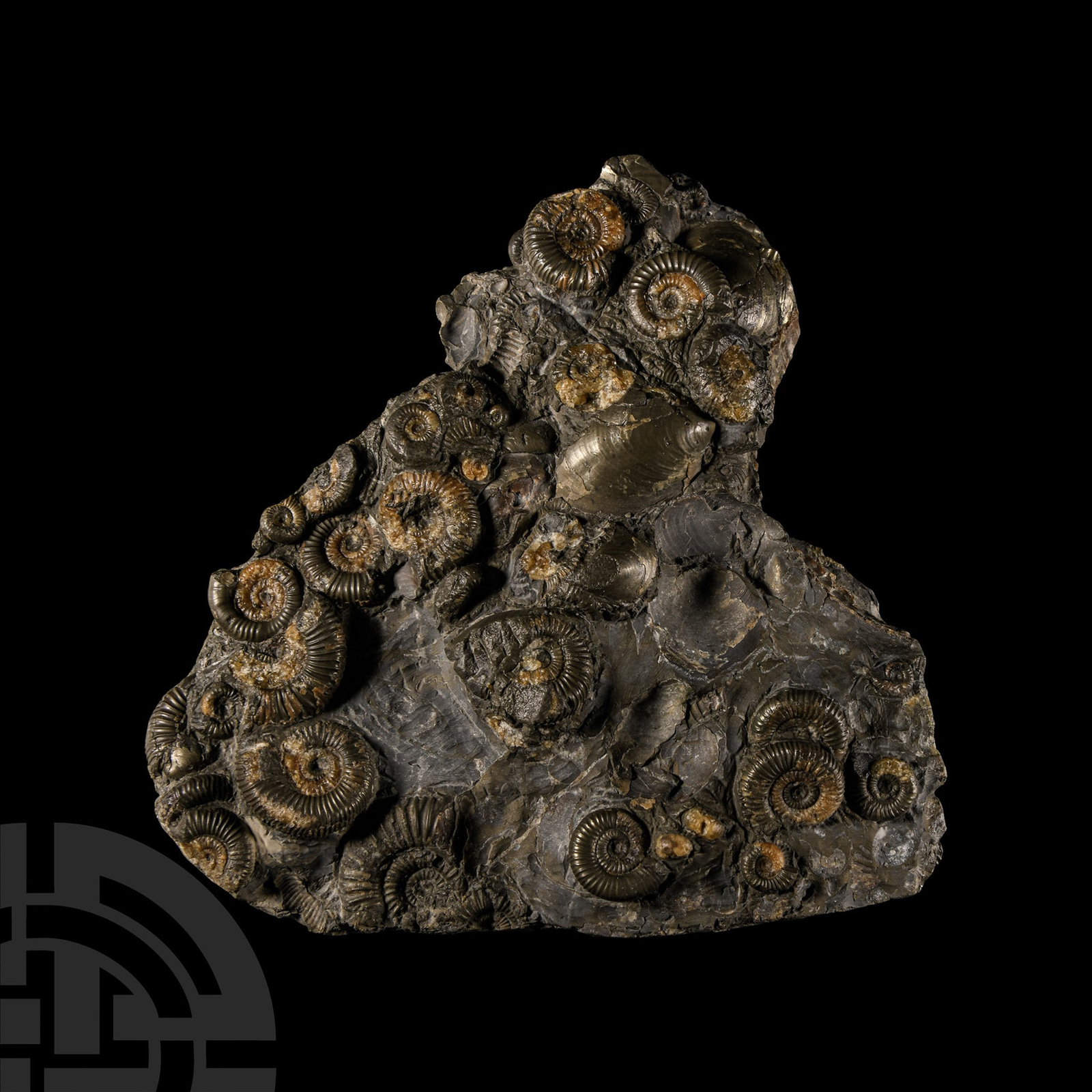 Natural History - British Bifacial Fossil Ammonite Display Plate (1 of 1)