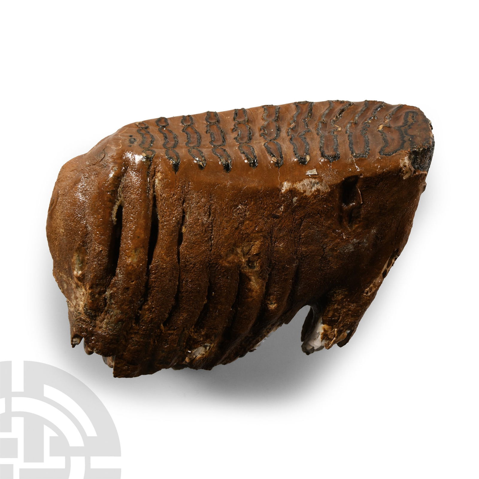 Natural History - Fossil Baby Woolly Mammoth Tooth: Pleistocene Period, 2.6 million-11,700 years B.P. A conserved and varnished juvenile Mammuthus primigenius tooth. 412 grams, 10.8 cm (4 1/4 in.). Dredged from the North Sea, probably from Brown Bank,