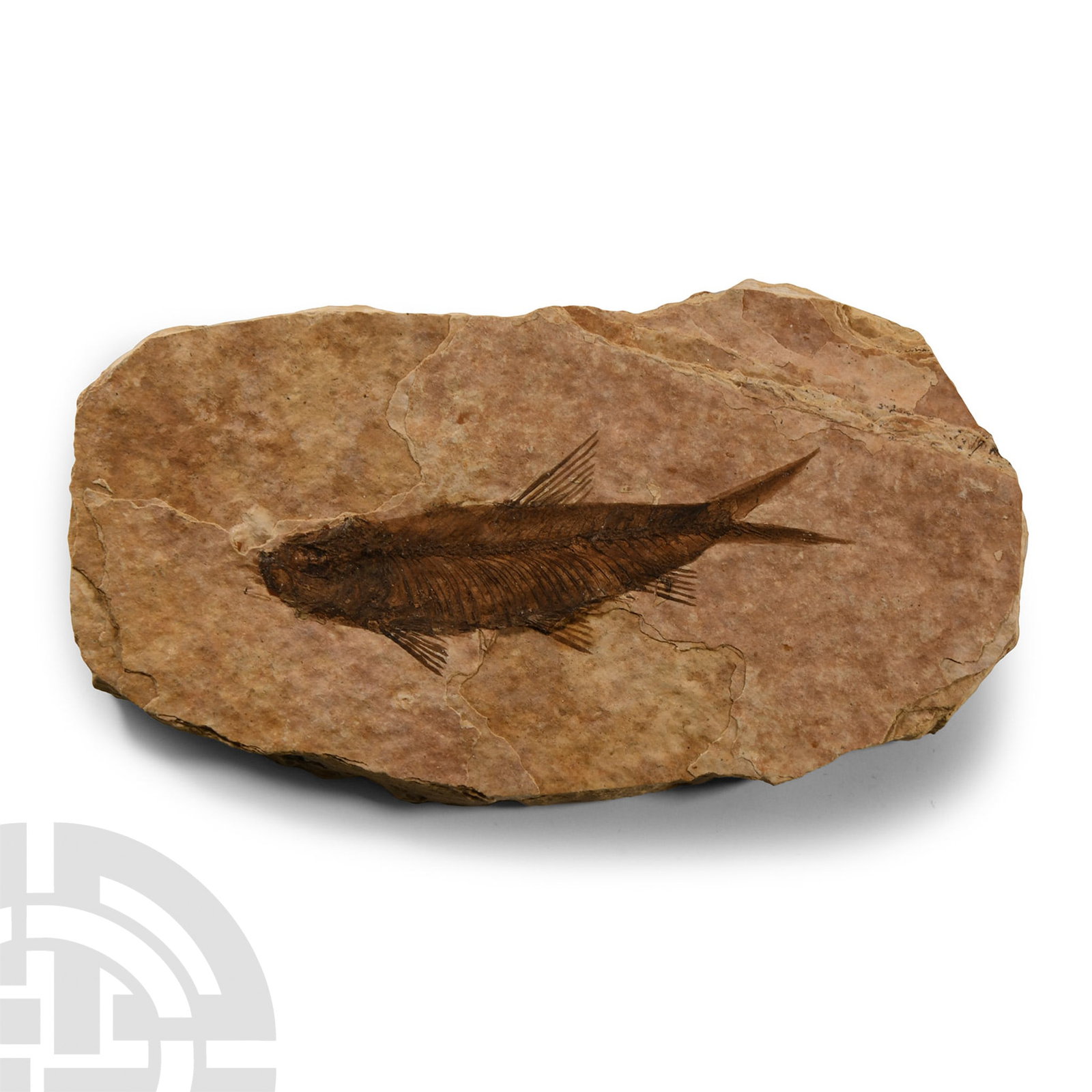 Natural History - Knightia Fossil Fish Plate (1 of 1)