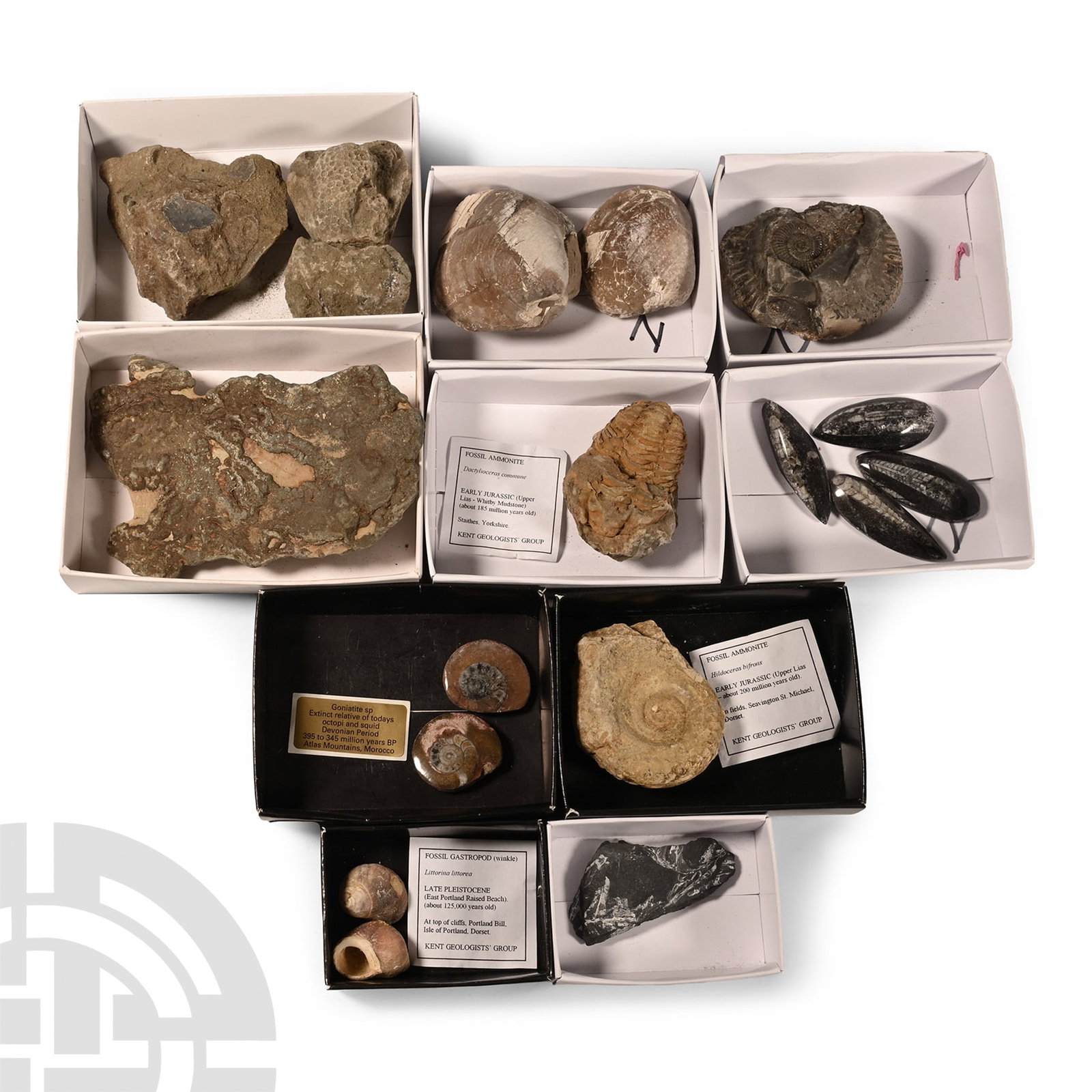 Natural History - Mixed Fossil Collection (1 of 1)