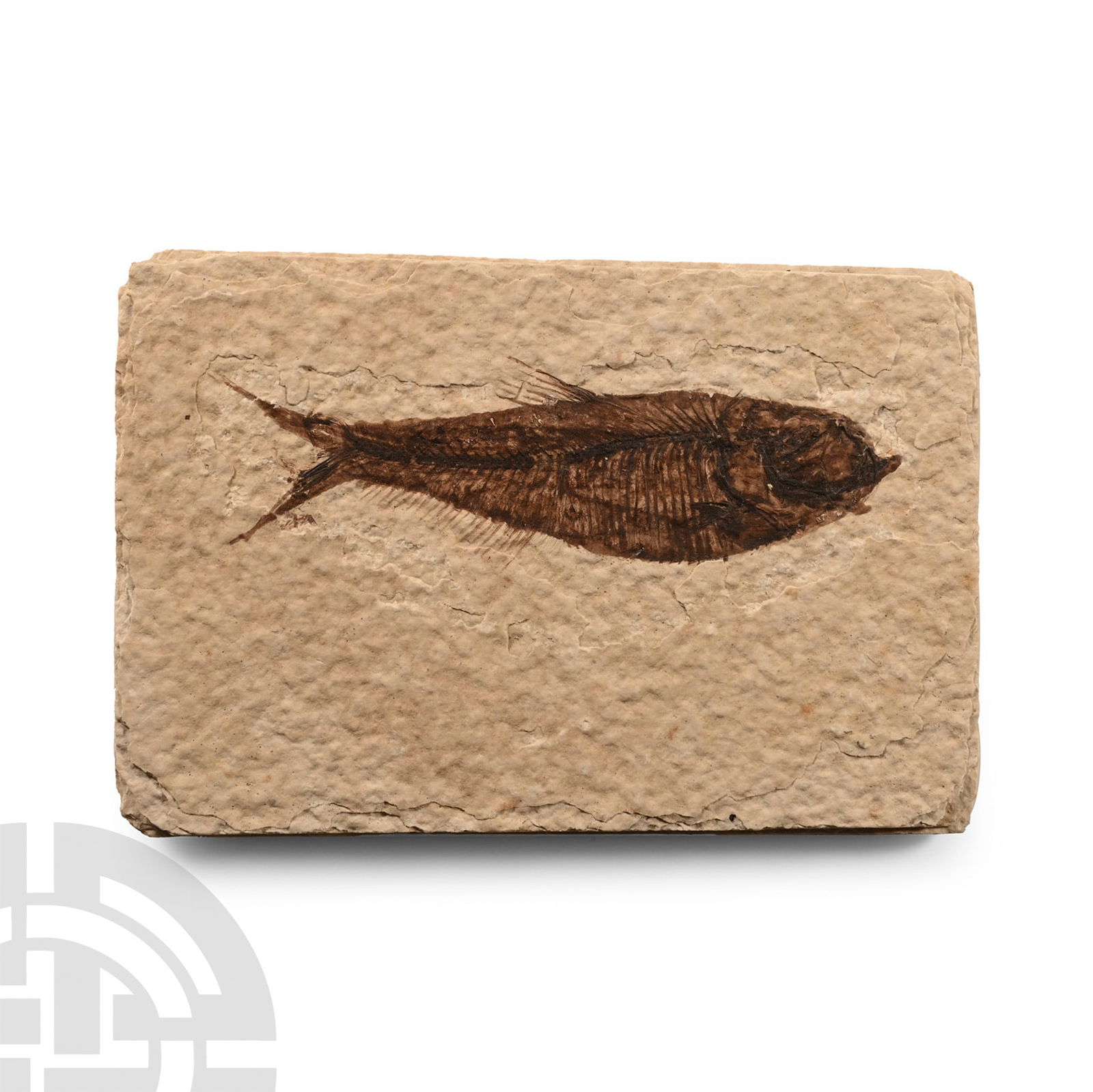 Natural History - Fossil Knightia Fish (1 of 1)