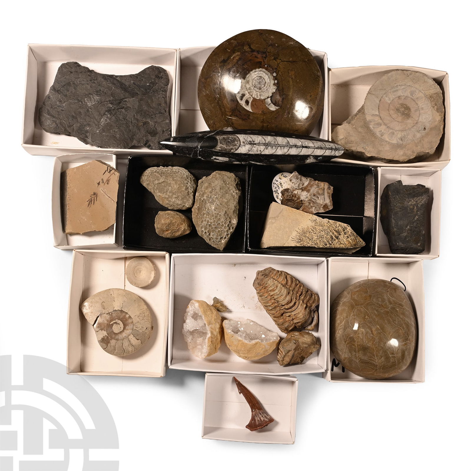 Natural History - Mixed Fossil and Mineral Collection (1 of 1)