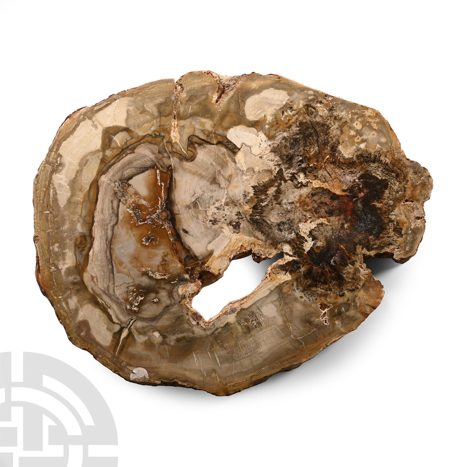 Natural History - Section of Fossilised Wood (1 of 1)