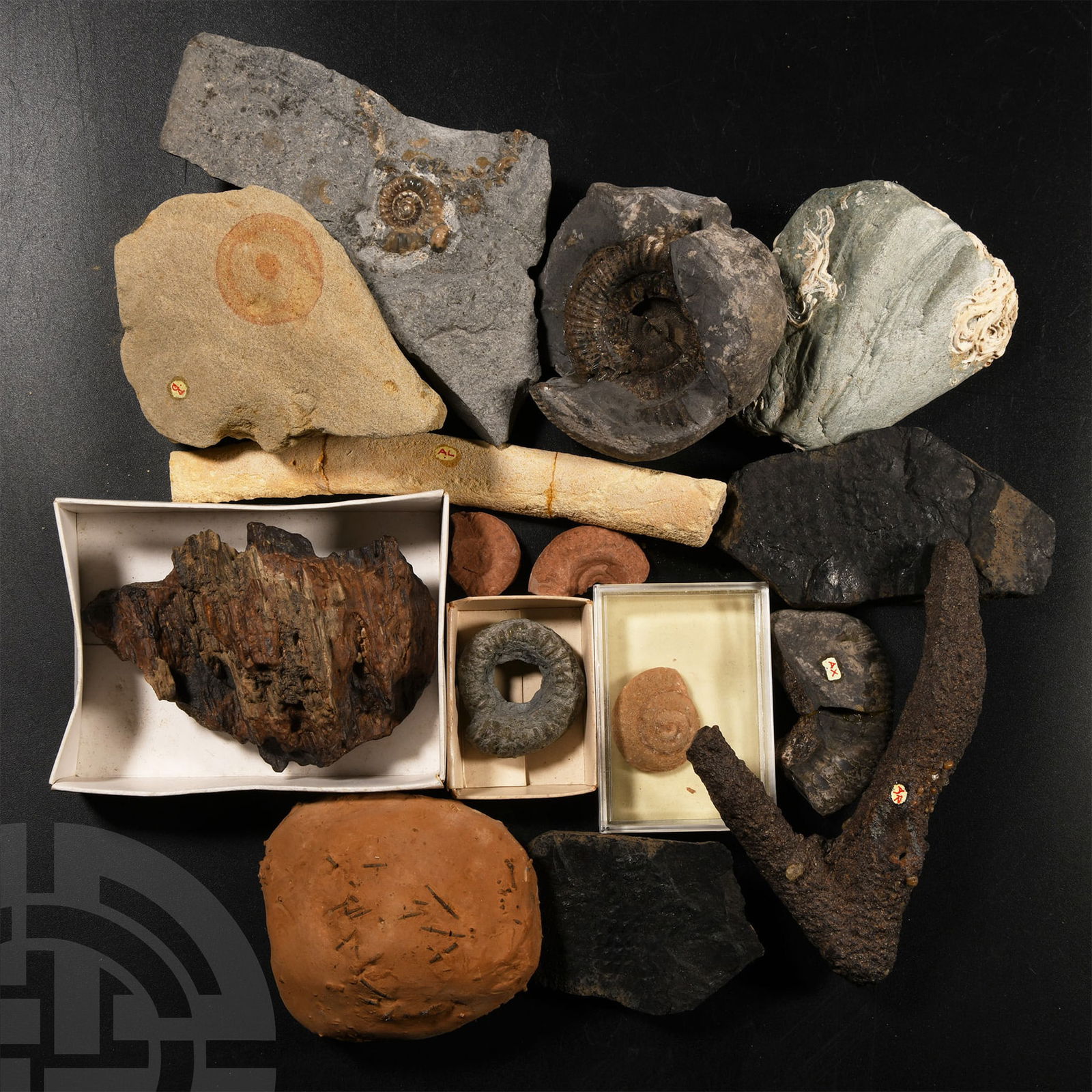 Natural History - Mixed Historic Fossils (1 of 1)