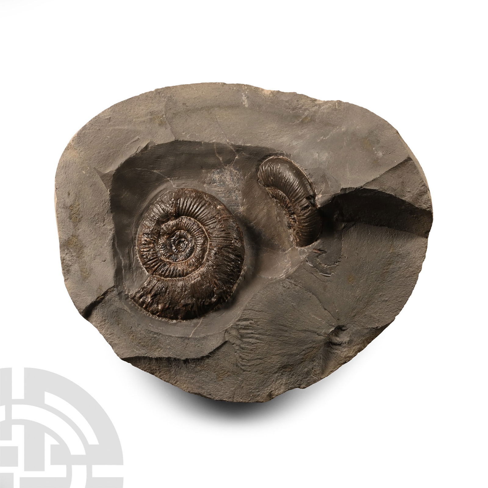 Natural History - Whitby Dac Fossil Ammonite Pair (1 of 1)