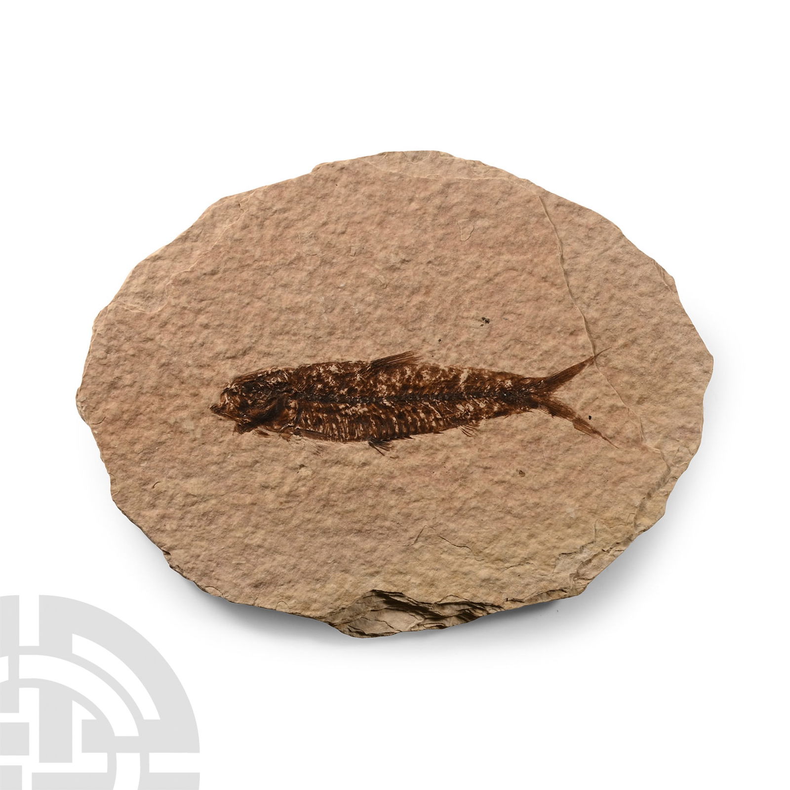 Natural History - Fossil Knightia Fish (1 of 1)