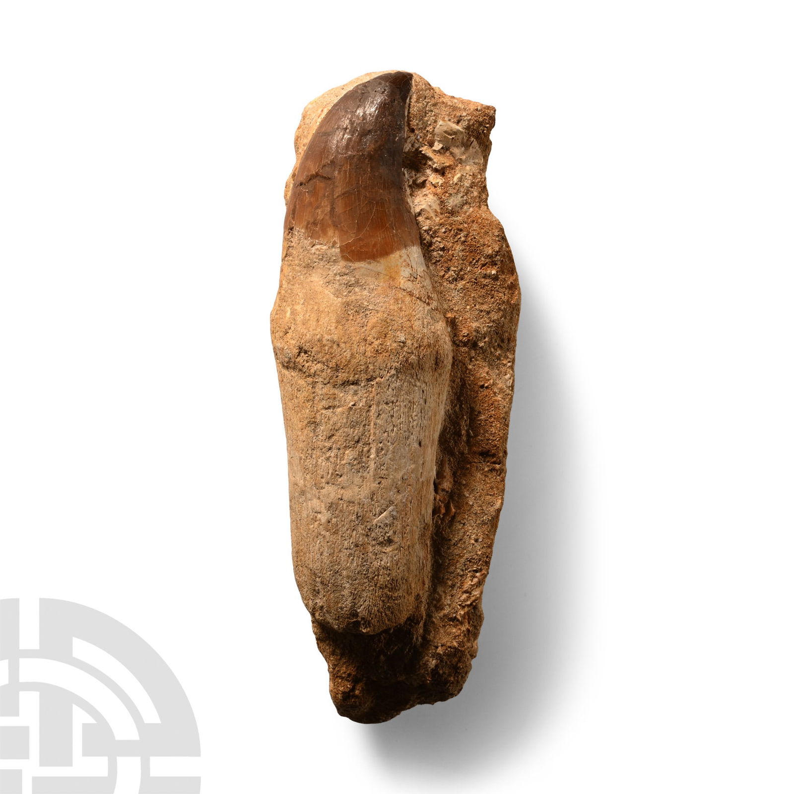 Natural History - Fossil Mosasaur 'Marine Dinosaur' Tooth on Matrix: Cretaceous Period, circa 145-65 million years B.P.. Showing the tooth and a good portion of the root. 306 grams, 13.7 cm (5 3/8 in.). From a Cambridgeshire, UK, collection. [No Reserve]