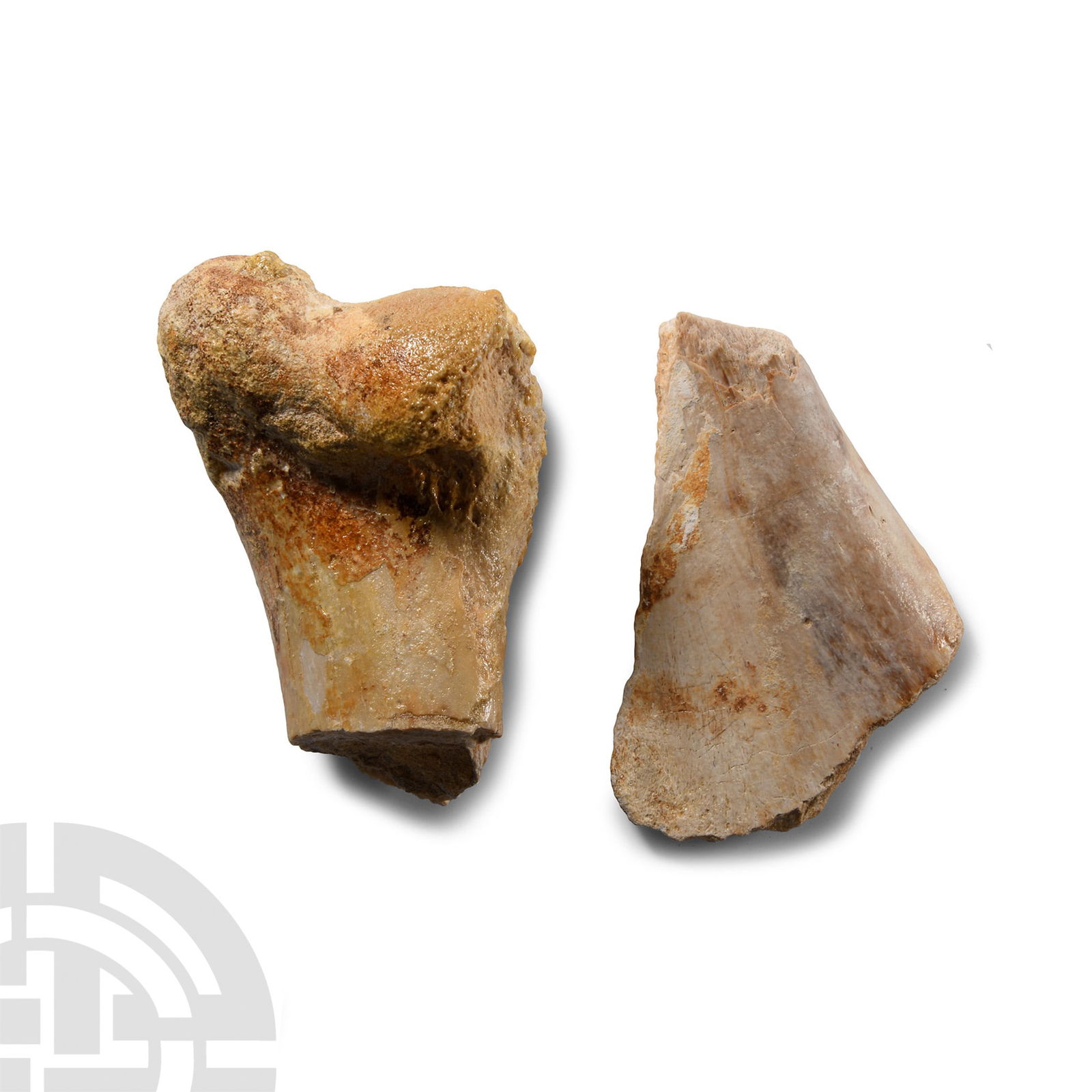 Natural History - Deltadromeus Dinosaur Fossil Bone Group: Cretaceous Period, circa 90 million years B.P.. Comprising a clavicle bone section and a front leg bone section from Deltadromeus agilis. 295 grams total, 86-90 mm (3 3/8 - 3 1/2 in.). Deltadromeus ha