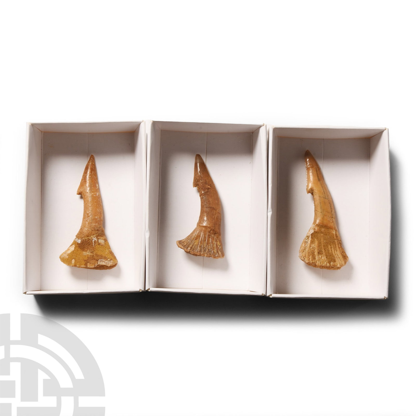 Natural History - 'Onchosaur' Fossil Rostral Spine Group: Cretaceous Period, circa 100-66 million years B.P.. Comprising three large fossil Onchopristus numidus sawfish rostral teeth. 21 grams total, 47-53 mm (1 7/8 - 2 1/8 in.). From in the phosphate mine r