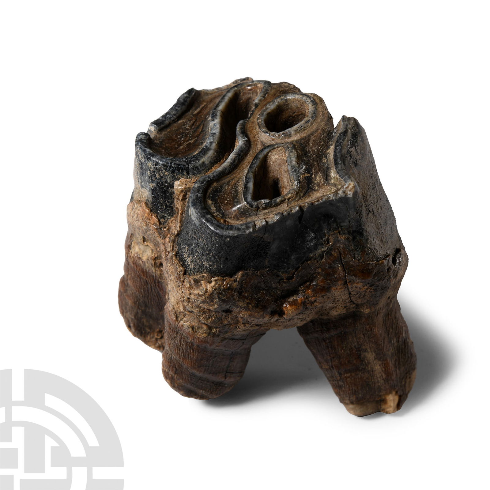 Natural History Woolly Rhinoceros Upper Rear Tooth: Ice Age, 50,000-20,000 years B.P.. With stub roots. 180 grams, 74 mm (3 in.). From Yakutsk, Permafrost Region, Siberia. Acquired from an old Dutch collection. From the private collection of an East An