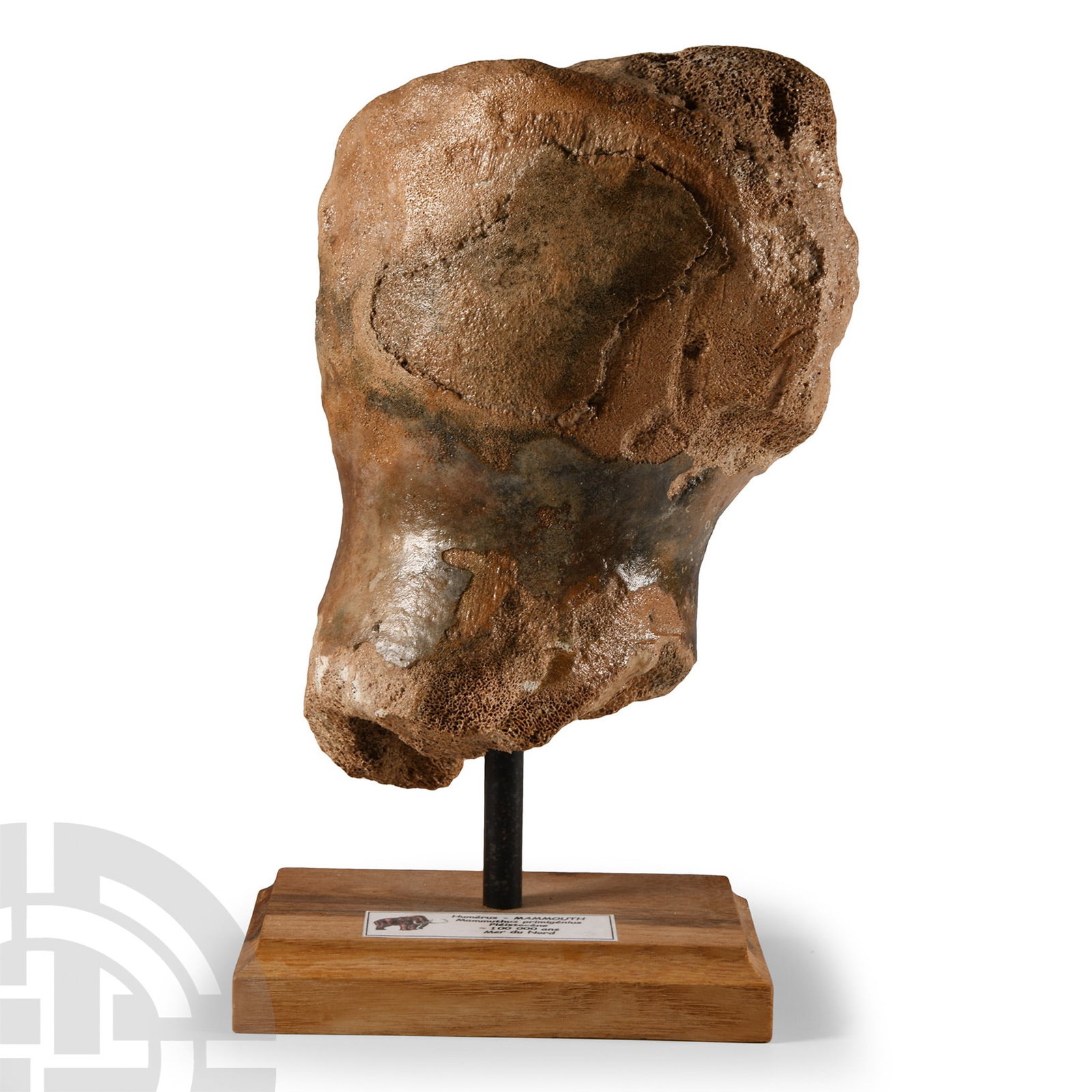 Woolly Mammoth Bone Fragment on Stand: Devensian Period, 110,000-12,000 years B.P. Comprising a section of Mammuthus primigenius humerus bone; mounted on a custom-made display stand with an information ticket. 1.22 kg total, 24 cm high inc