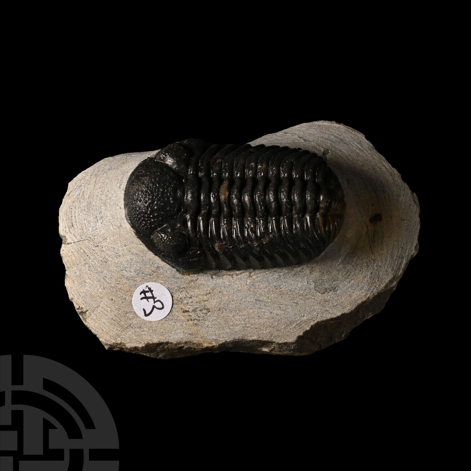 Fossil Phacops Trilobite: Devonian Period, 444-359 million years B.P. The aquatic arthropod showing good detail to the carapace, resting on an irregular matrix. 120 grams, 72 mm (2 7/8 in.). [No Reserve] From a Cambridgeshire,