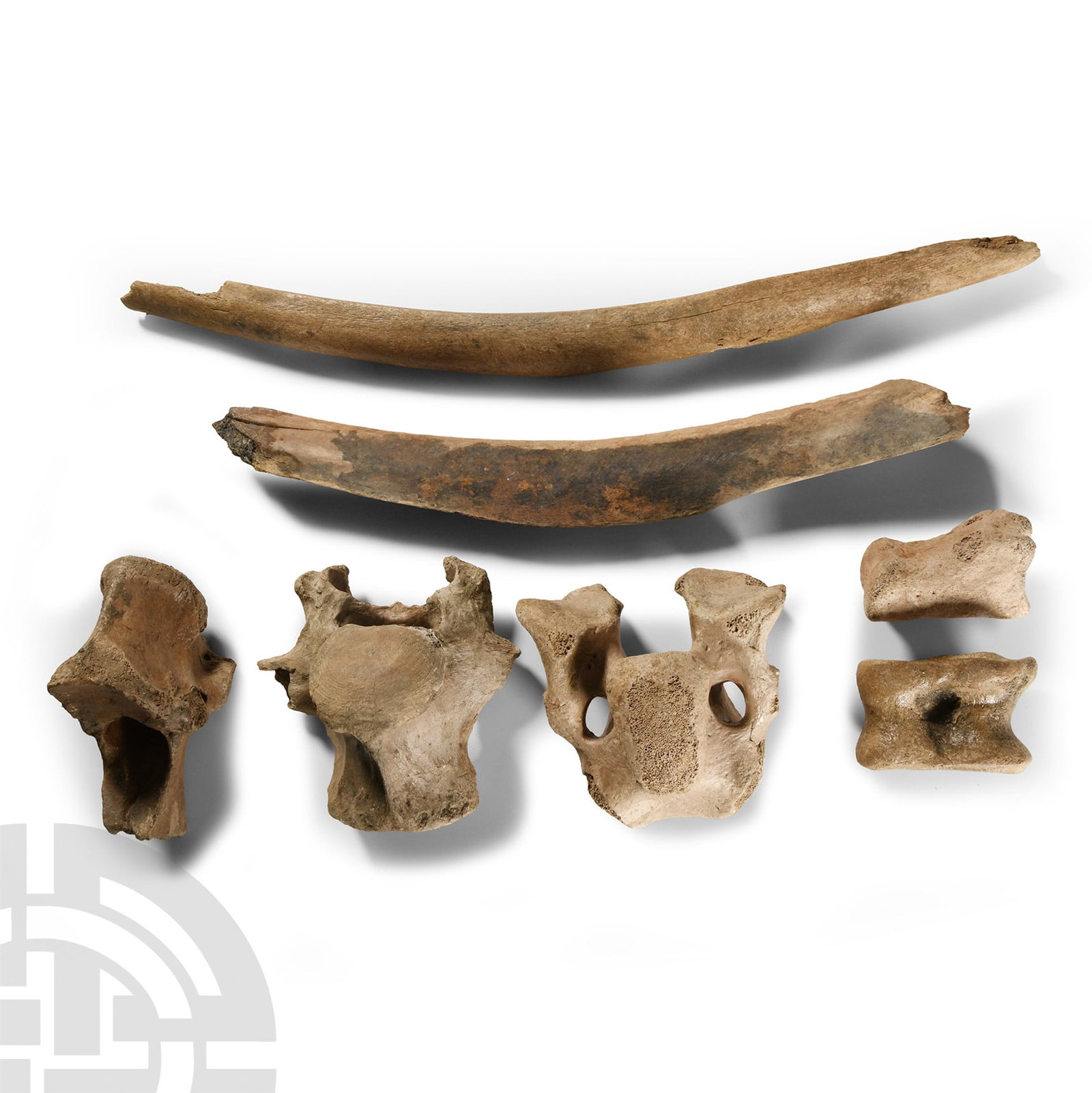 British Bison Bone Group: Pleistocene Period, circa 2.6 million-11,700 years B.P. Comprising two rib sections, three vertebrae and two bones from the feet. 1.02 kg total, 7-40 cm (2 3/4 - 15 3/4 in.). [8, No Reserve] From a No