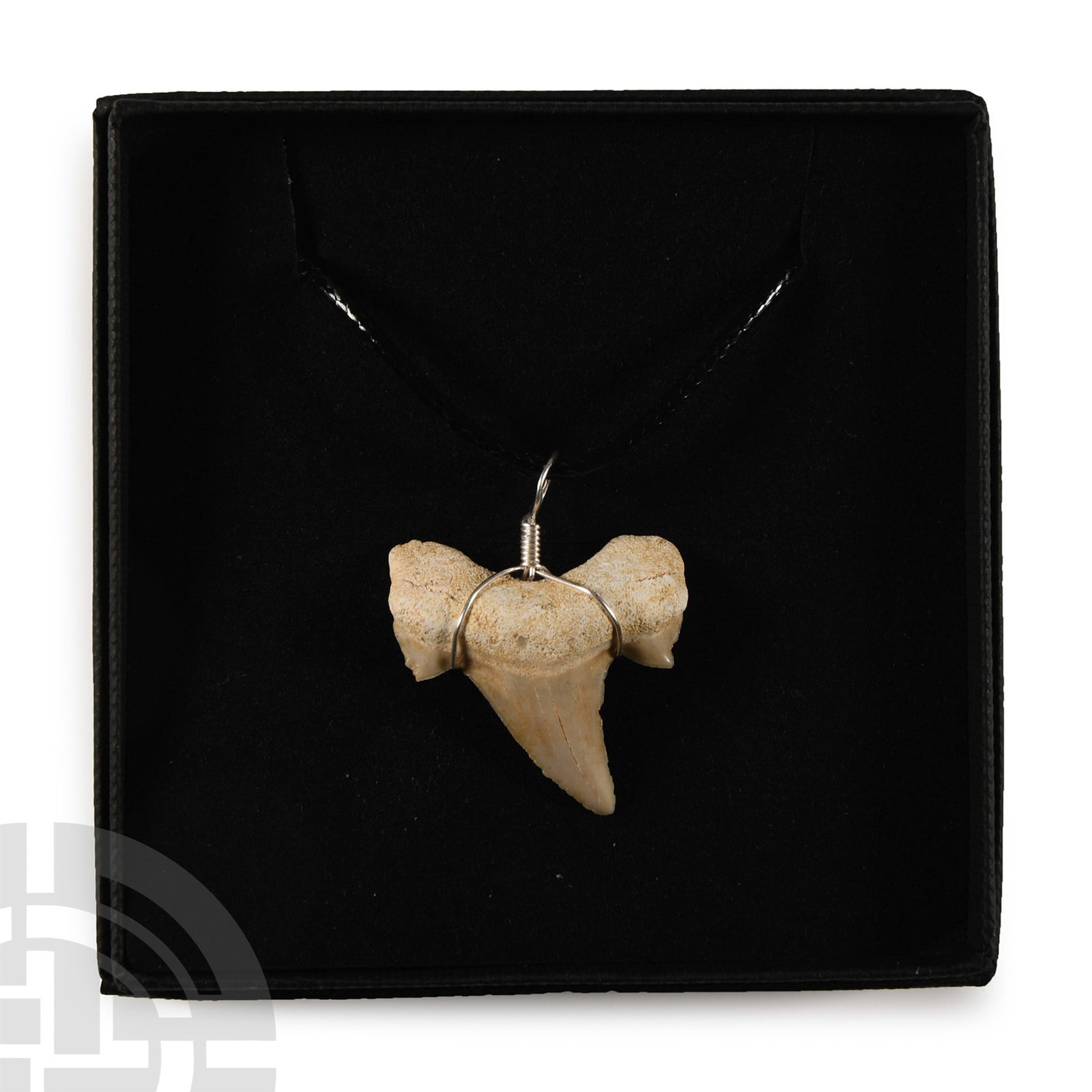 Fossil Otodus Shark Tooth Necklace: Eocene Period, circa 56-33 million years B.P. Comprising an Otodus obliquus tooth made into a pendant and suspended from a cord necklace; supplied in a gift box. 27 grams total, tooth: 29 mm wide (1 1
