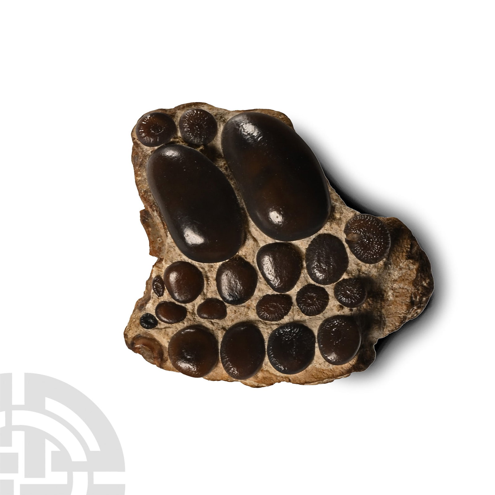 Fossil Pycnodont Partial Fish Palate: Middle Jurassic Period, circa 175-160 million years B.P. In matrix with rows of molar teeth in situ. 7.35 grams, 31 mm (1 1/4 in.). [No Reserve] From Kingsthorpe, Gloucestershire, UK, 1960s. From a Le