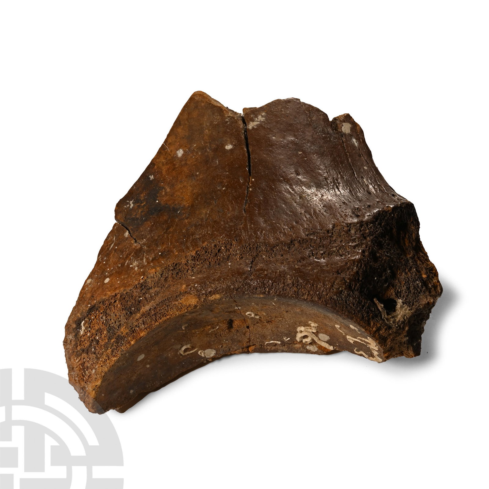 Fossil Woolly Mammoth Leg Bone Section: Pleistocene Period, 2.6 million-11,700 years B.P. A large section of Mammuthus primigenius leg bone; repaired. See Guide to the Elephants (Recent and Fossil) in the British Museum (Natural History), B