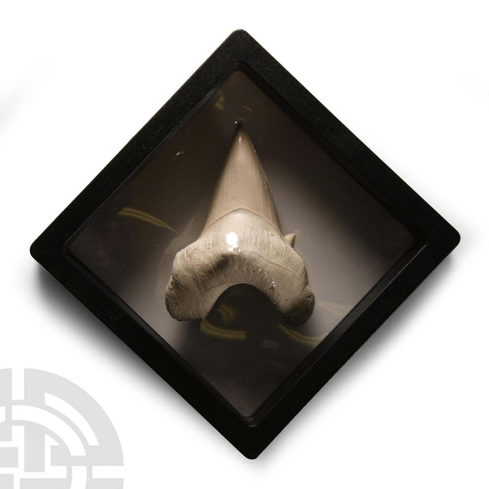 Fossil Otodus Shark Tooth Display: Eocene Period, circa 56-33 million years B.P. Comprising a large Otodus obliquus tooth; supplied in a display frame. 28.3 grams, 60 mm (64 grams total, 13 cm high including case) (2 3/8 in. (5 1/8 in.