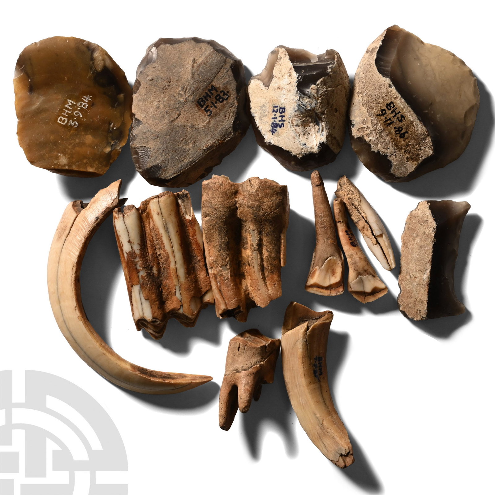 Collection of Stone Age Tools with Animal Teeth: Neolithic Period, circa 6000 B.P. Possibly from organised archaeology digs: five flint scrapers marked 'BHM' and 'BHS' with dates in the 1980s; two boar tusks marked 'BHM' with dates in the 1980s; qua