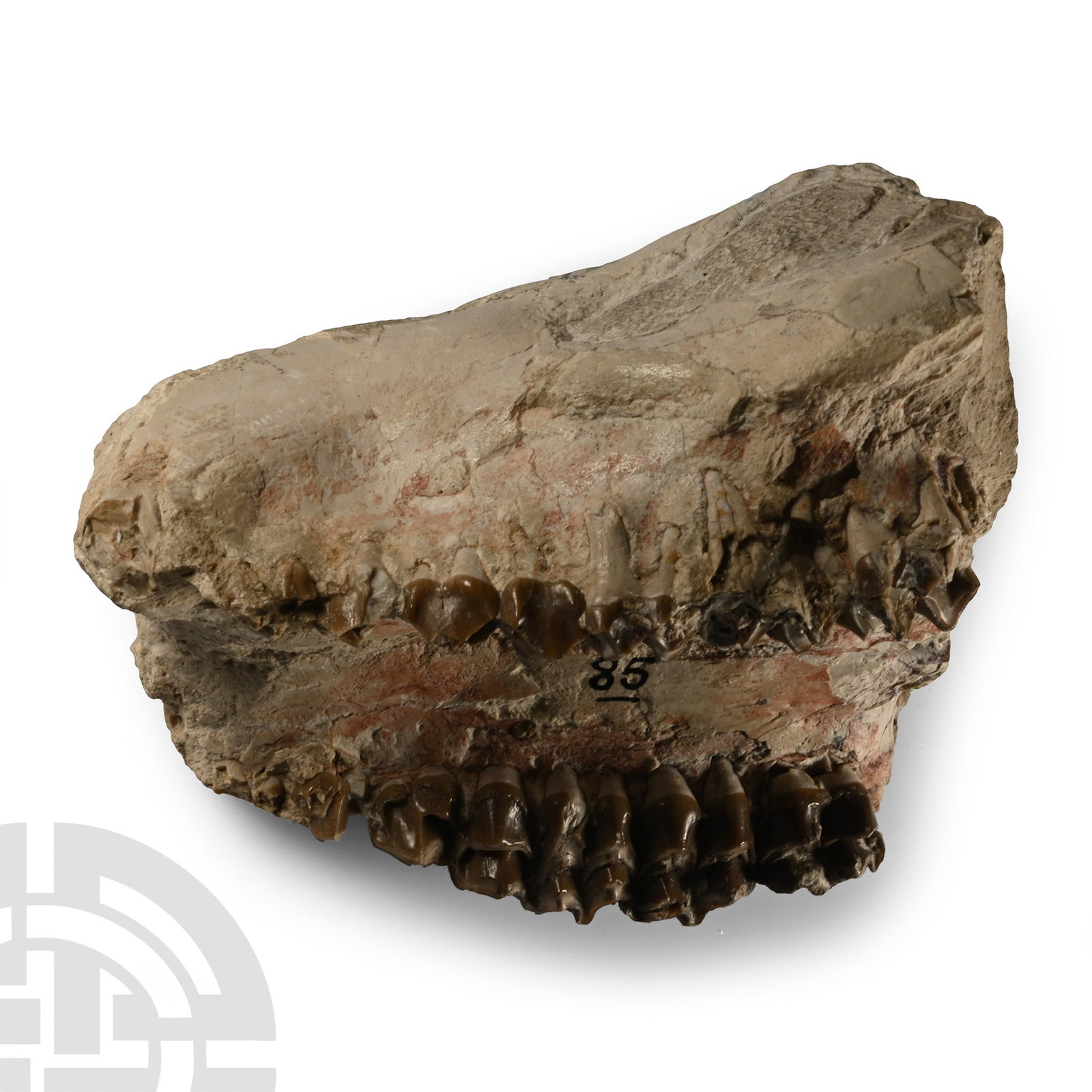 Fossil Oreodont Skull (1 of 1)