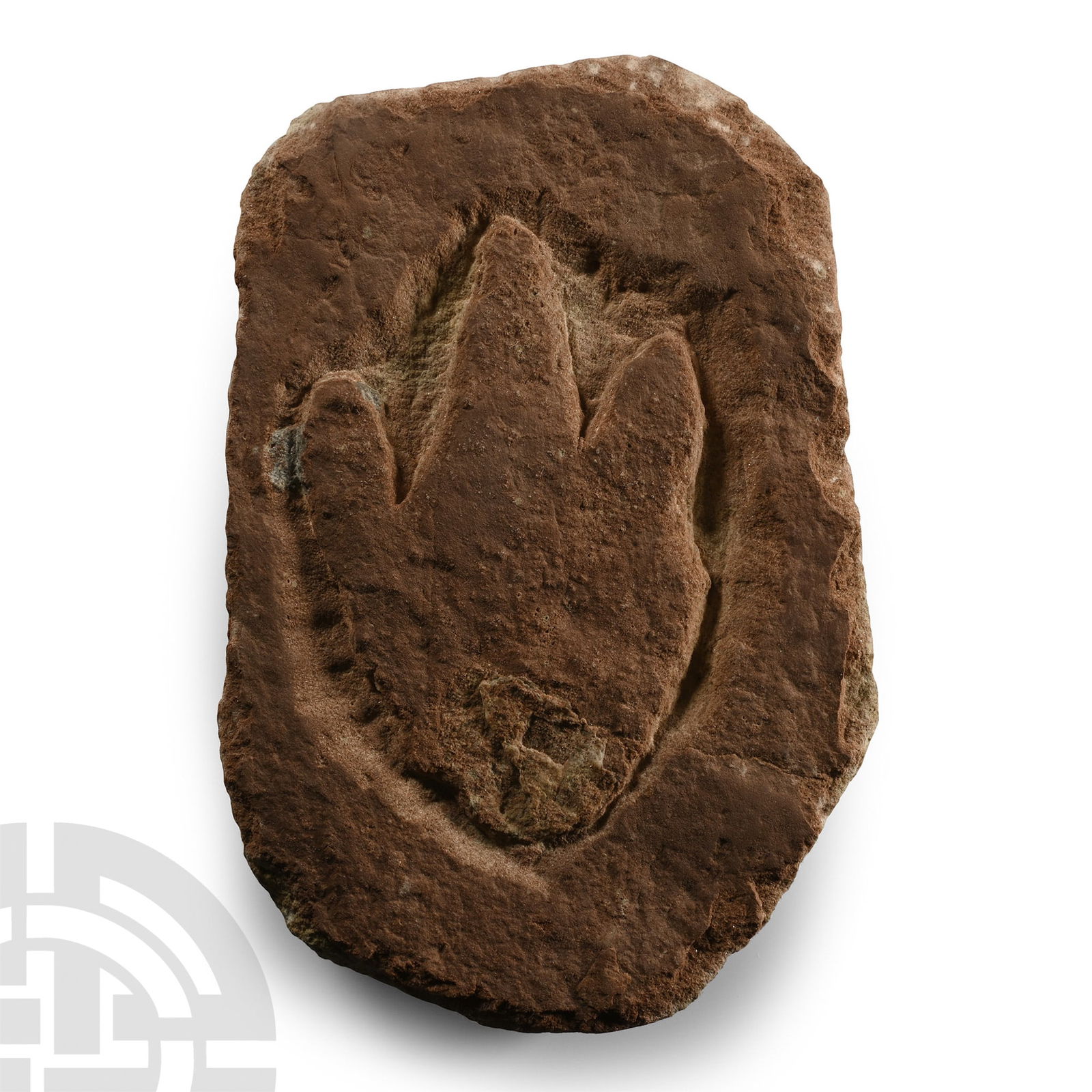 Atreipus Foot Print of a Dinosaur (1 of 1)