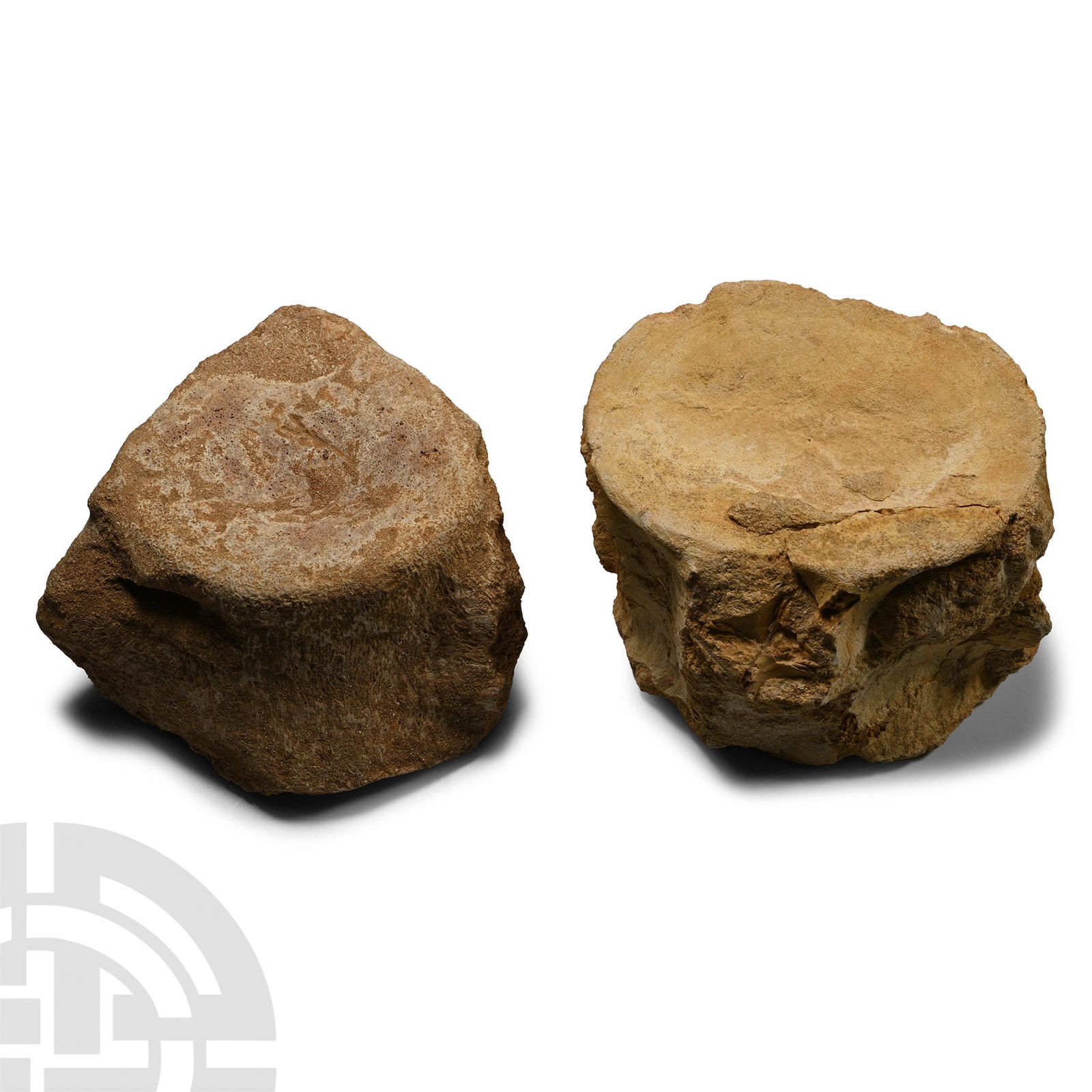 Plesiosaur 'Marine Dinosaur' Fossil Vertebrae Pair (1 of 1)