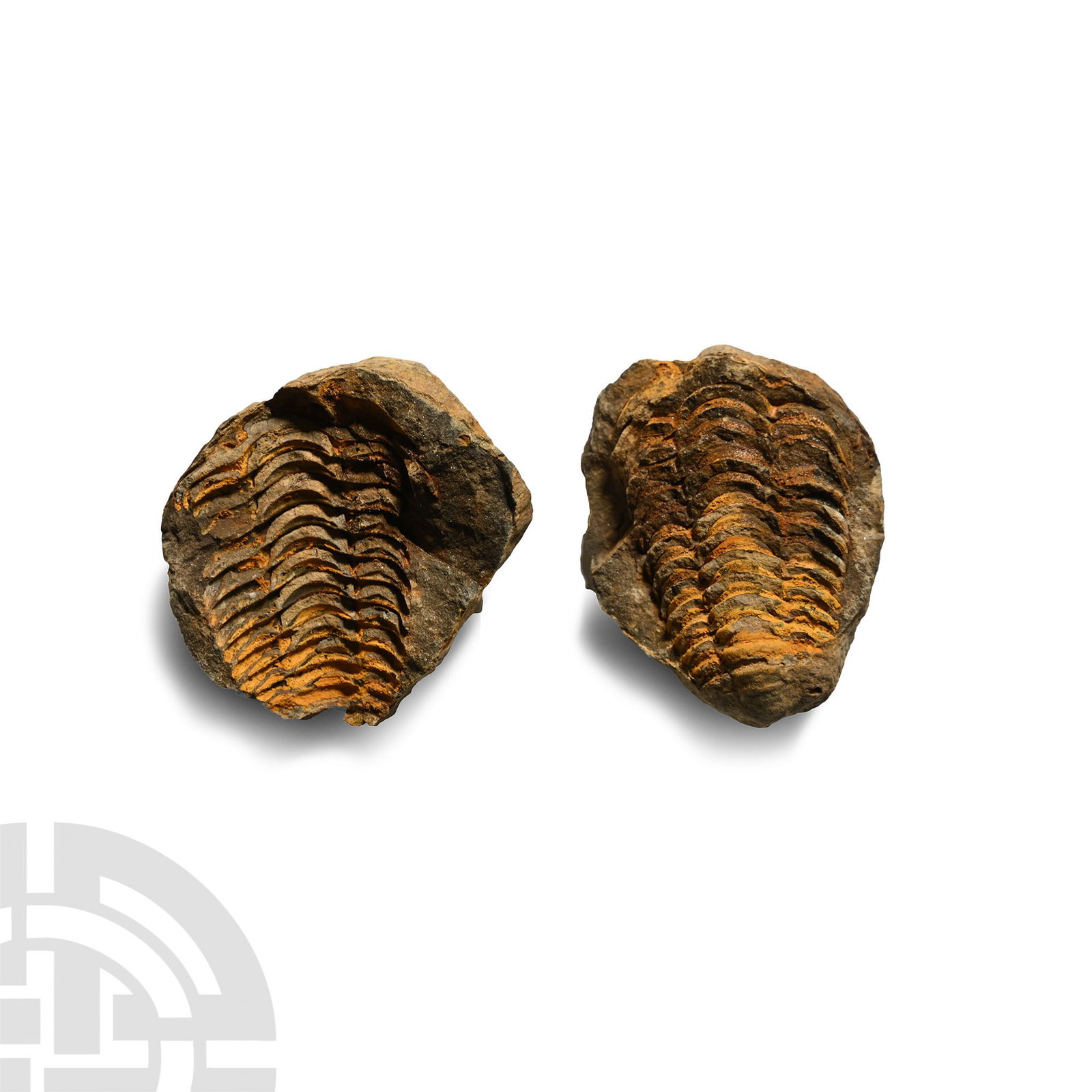 Flexicalymene Fossil Trilobite in Nodule (1 of 1)