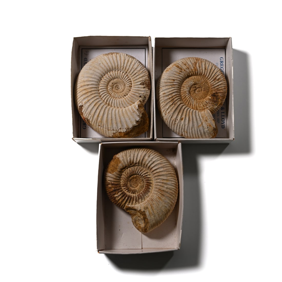 Boxed and Labelled Fossil Ammonite Collection [3] (1 of 1)