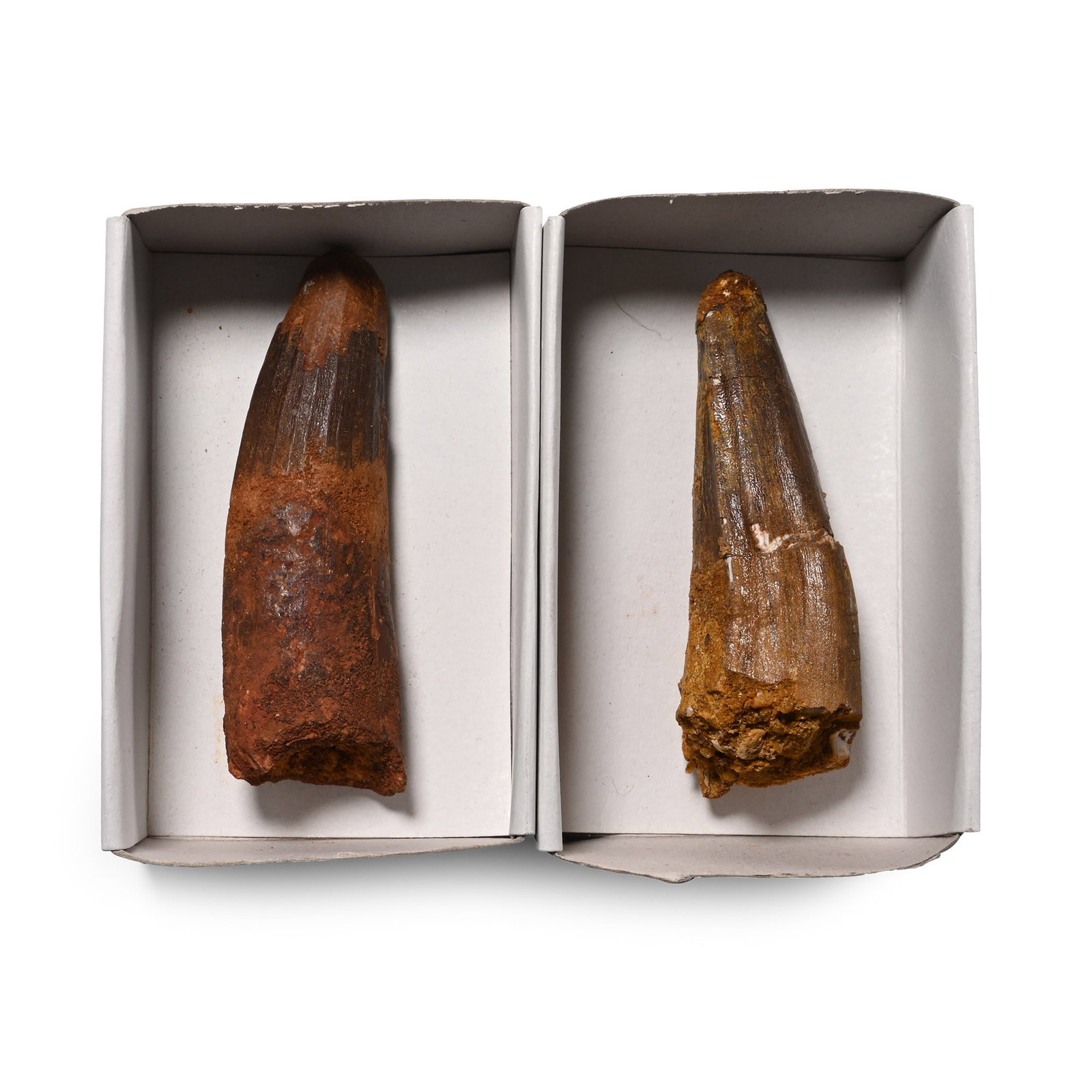 Fossil Spinosaurus Tooth Group: Cretaceous Period, circa 125-113 million years B.P. Comprising two teeth with some root; repaired. 73 grams total, 66-71 mm (2 1/2 - 2 3/4 in.). [2, No Reserve] From a Lincolnshire, UK, collection. Ti