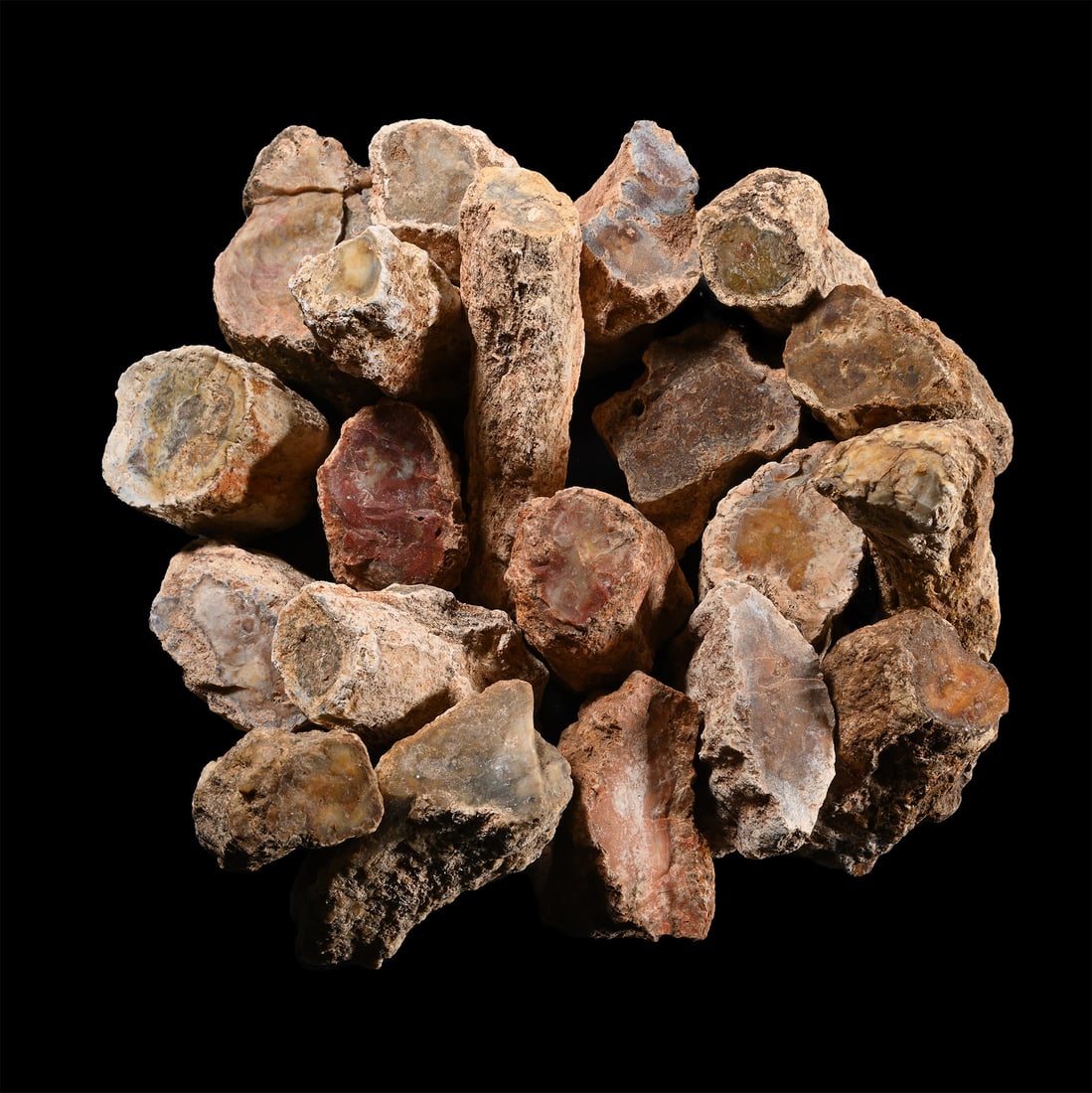 Large Unpolished Fossil Tree Branch Section Group [20] (1 of 1)