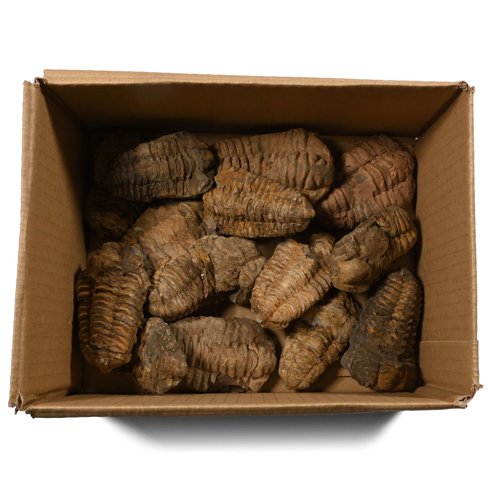 Fossil Flexicalymene Trilobite Group (1 of 1)