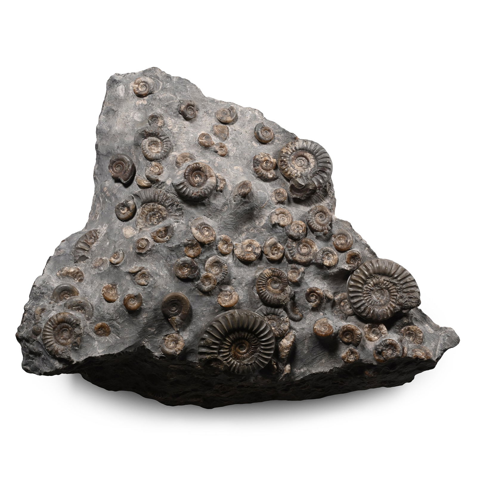 Fossil Ammonite Cluster on Matrix (1 of 1)