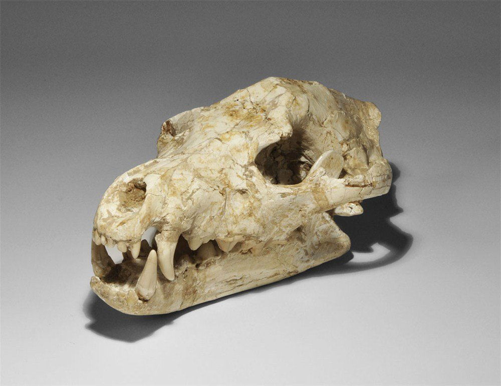 Geological Fossil Percrocuta Hyena Skull
