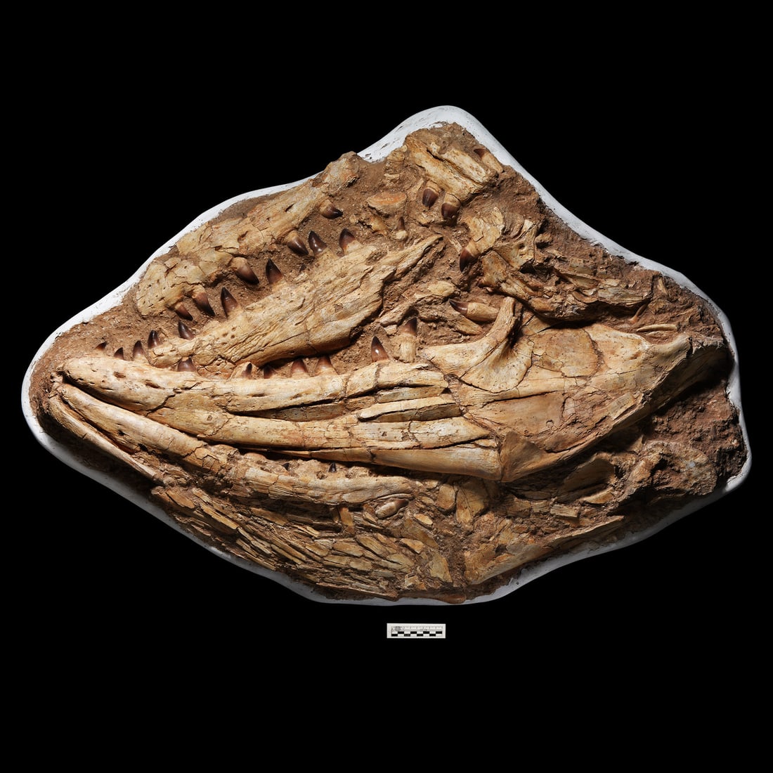 Enormous Fossil Mosasaur 'Marine Dinosaur' Skull: Cretaceous Period, 67-65 million years B.P. An exceptionally large and spectacular fossil Mosasaurus anceps partial skull on matrix showing both sides of both upper and lower jaws, with dentition; the