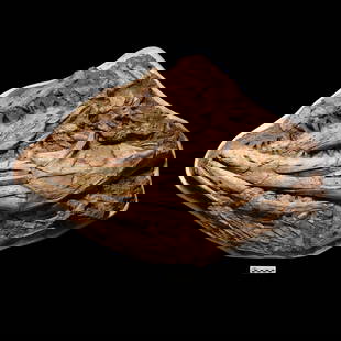 Enormous Fossil Mosasaur 'Marine Dinosaur' Skull: Cretaceous Period, 67-65 million years B.P. An exceptionally large and spectacular fossil Mosasaurus anceps partial skull on matrix showing both sides of both upper and lower jaws, with dentition; the