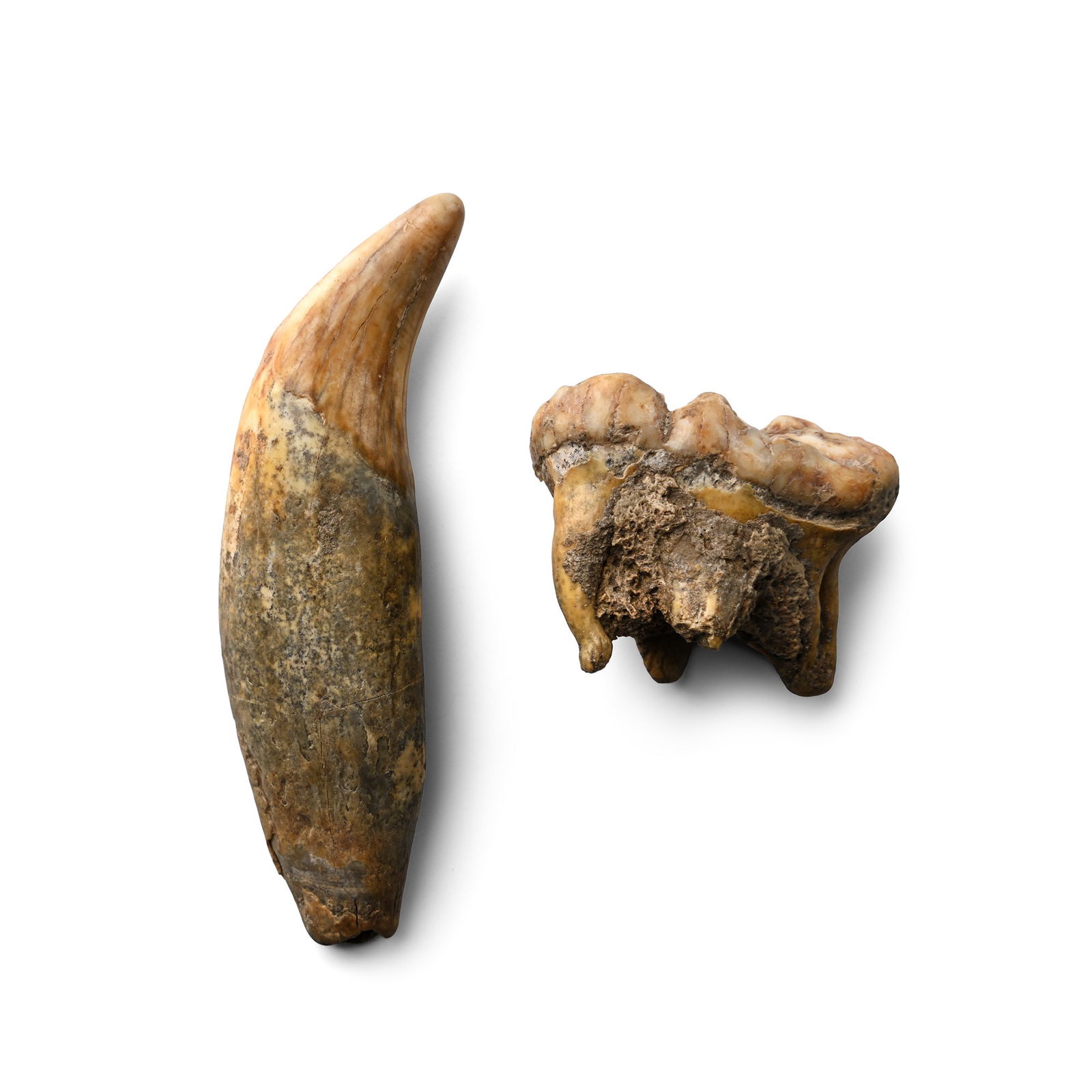 Fossil Ursus Spelaeus Canine and Molar Tooth Group: Pleistocene Epoch, 2.6 million-11,700 years B.P. Both cave bear teeth displaying some root and enamel. 50 grams total, 41-84 mm (1 5/8 - 3 1/4 in.). [2, No Reserve] From the private collection of Kenn